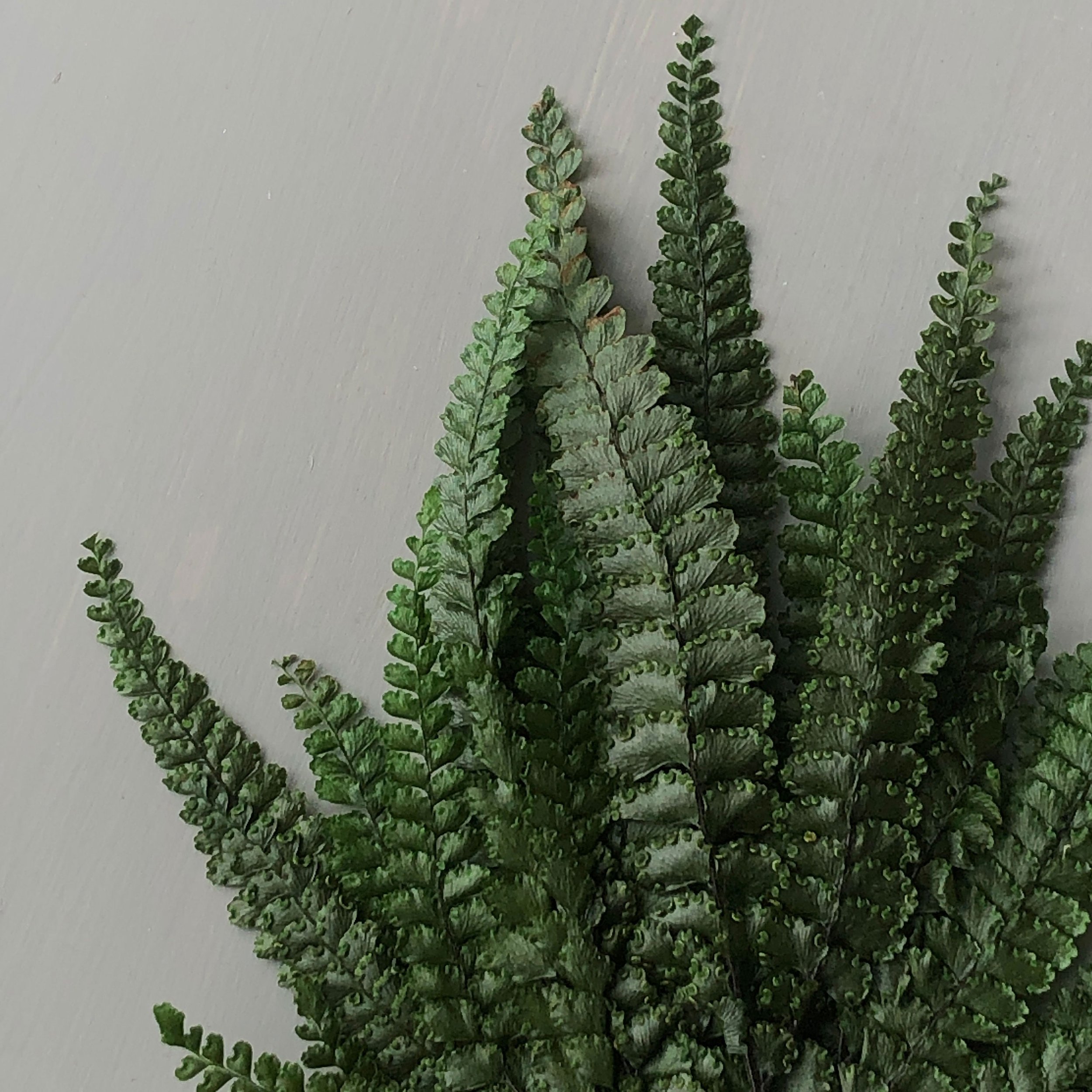 https://i.etsystatic.com/25273936/r/il/3f68a3/3779030000/il_fullxfull.3779030000_muu4.jpg