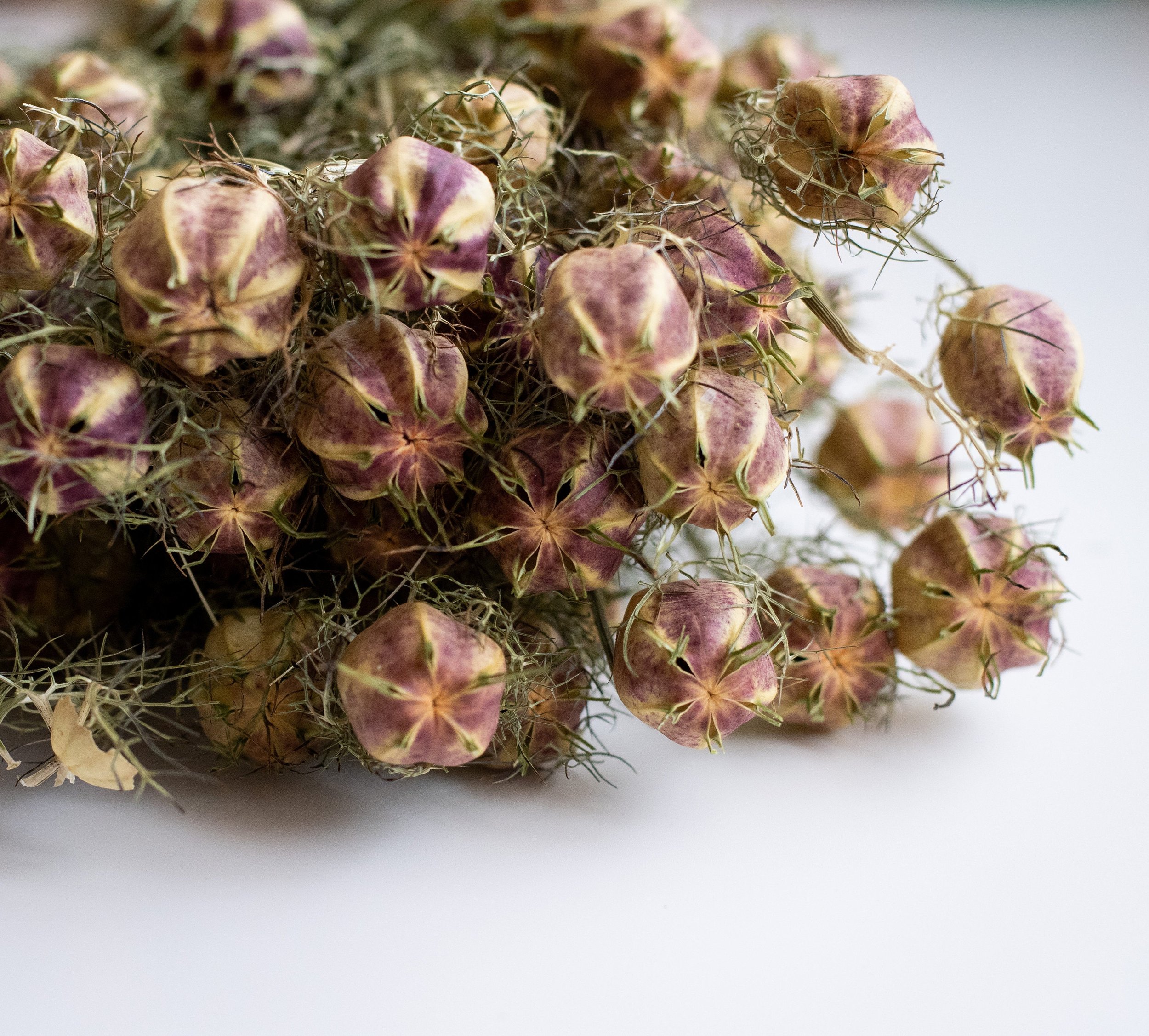 dried and floral green dried nigella seed heads bunch in close up detail against grey backdrop