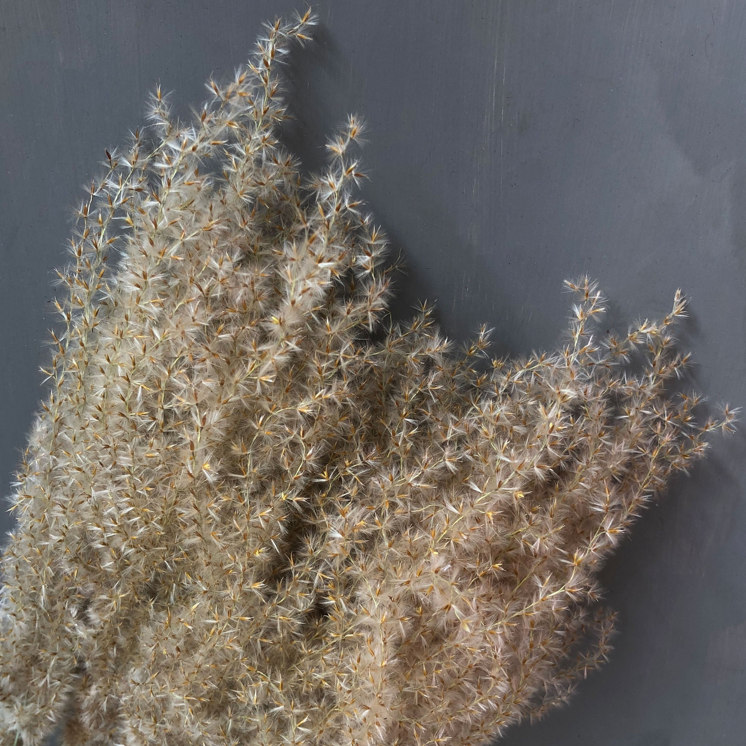 dried and floral fluffy reed dried grass bunch in close up detail against grey backdrop