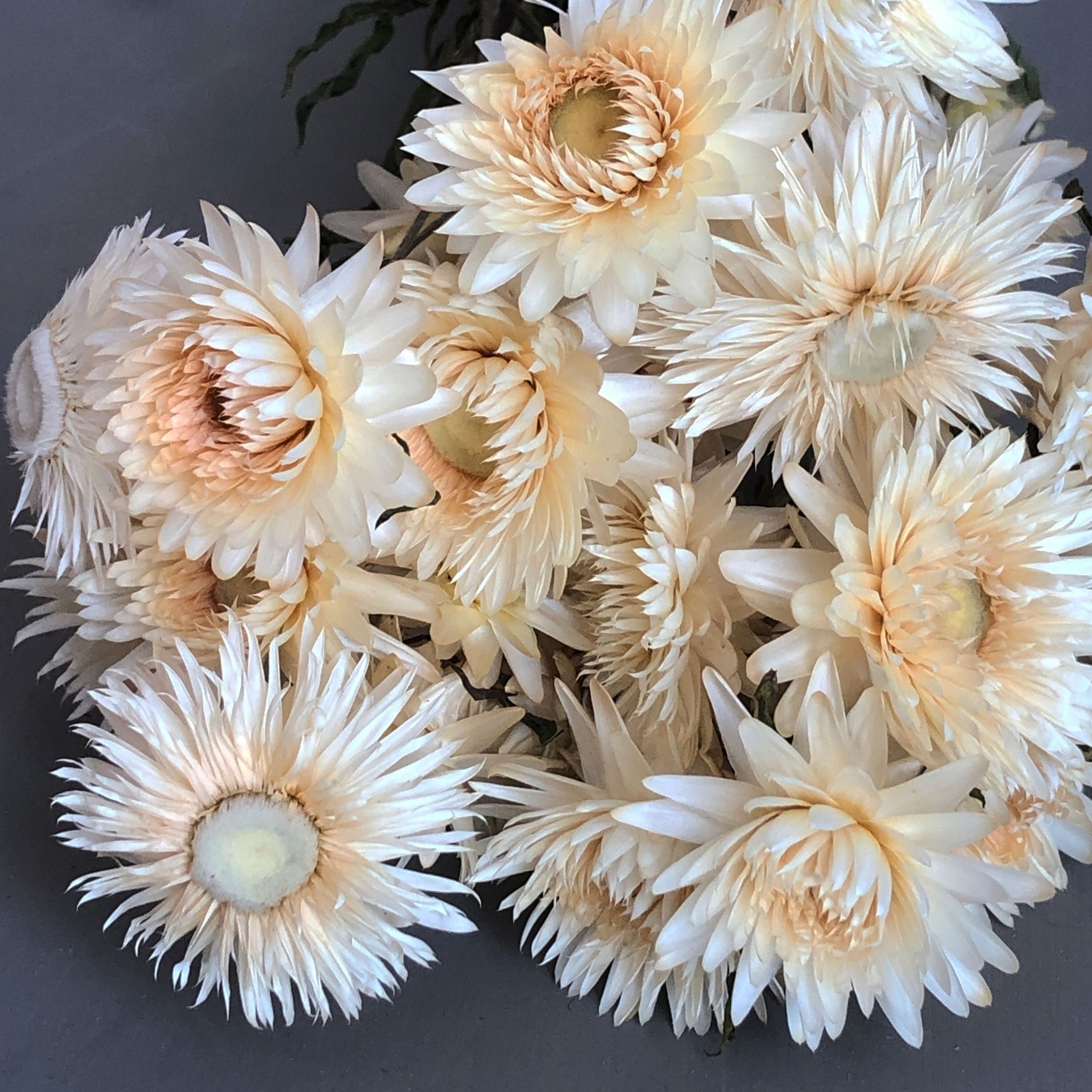 dried and floral creamy white helichrysum flower bunch in close up detail against grey backdrop