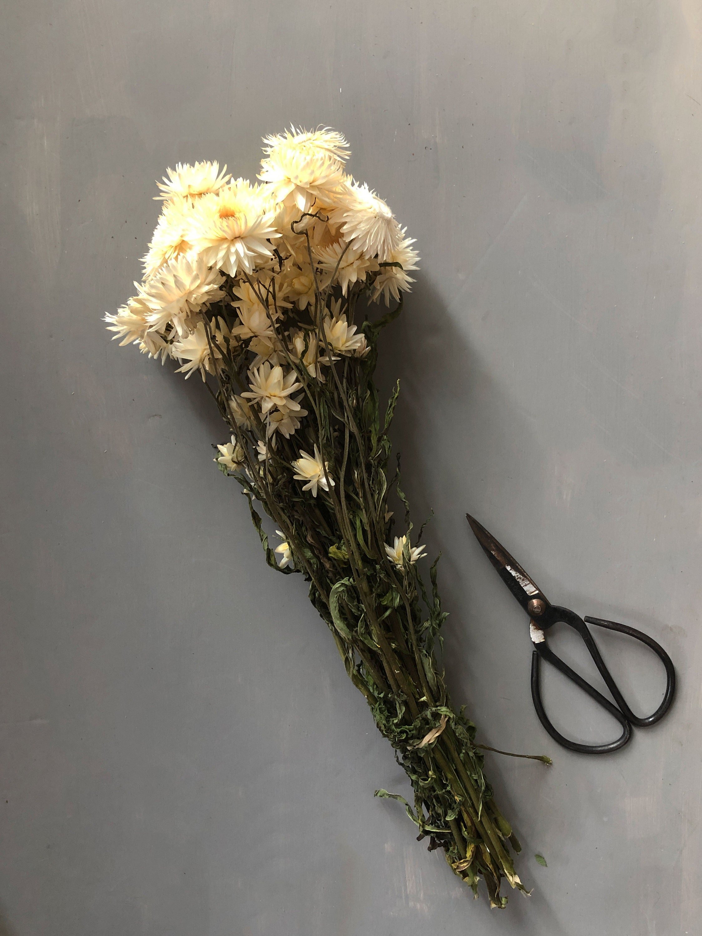 dried and floral creamy white helichrysum flower bunch in side view against grey backdrop with traditional florist snips