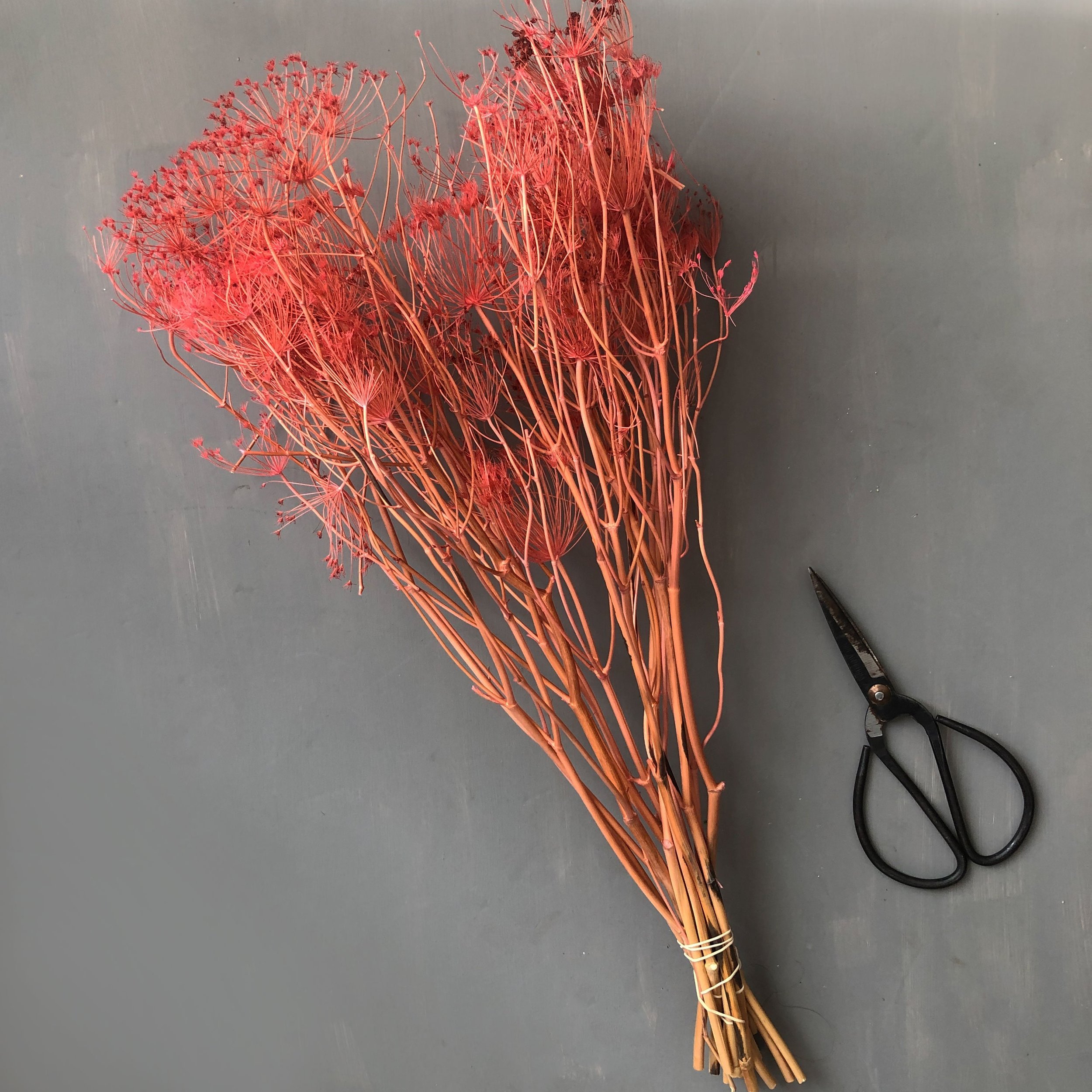 dried and floral coral coloured dried bupleurum bunch on grey background