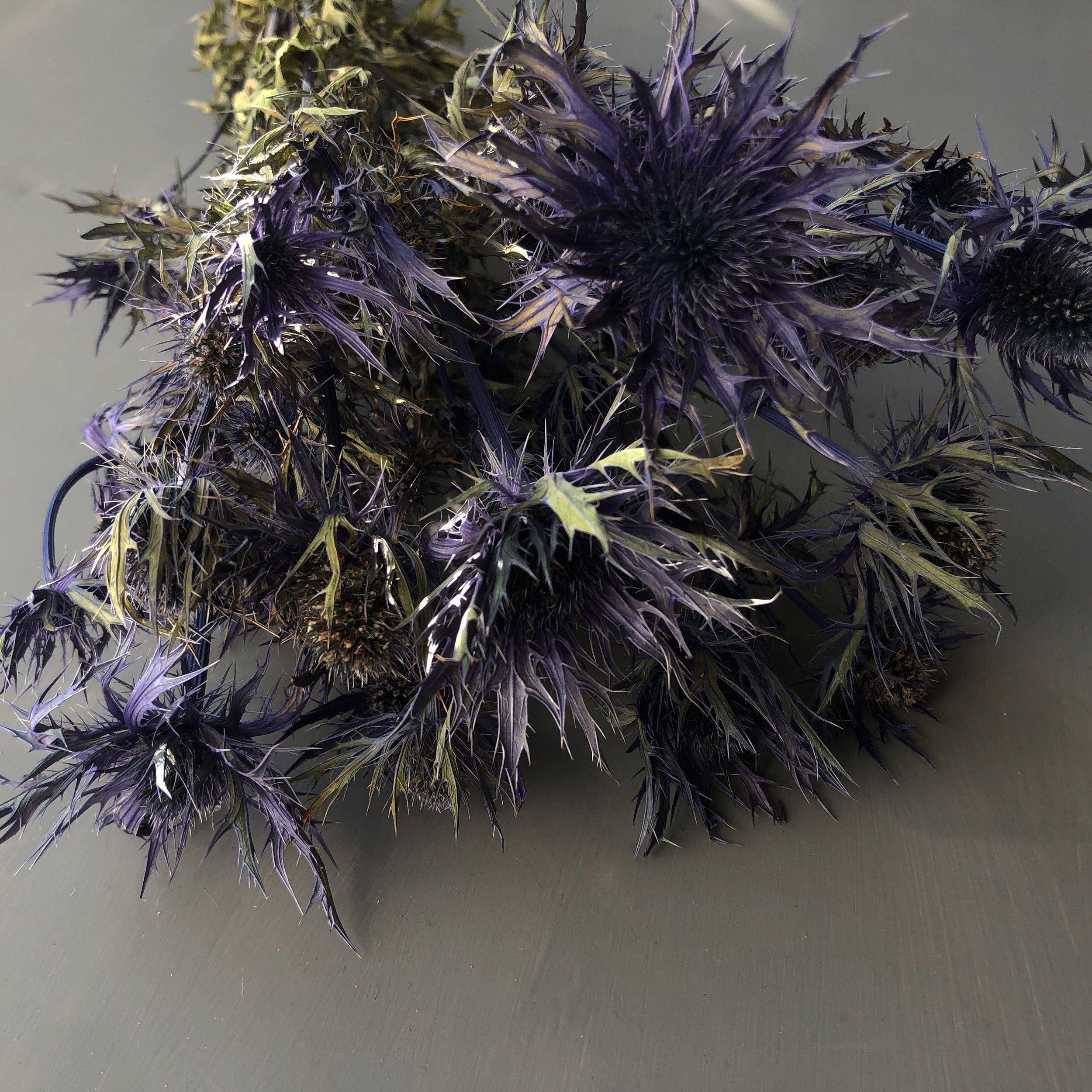 dried and floral blue star eryngium bunch of thistles top shot against grey backdrop