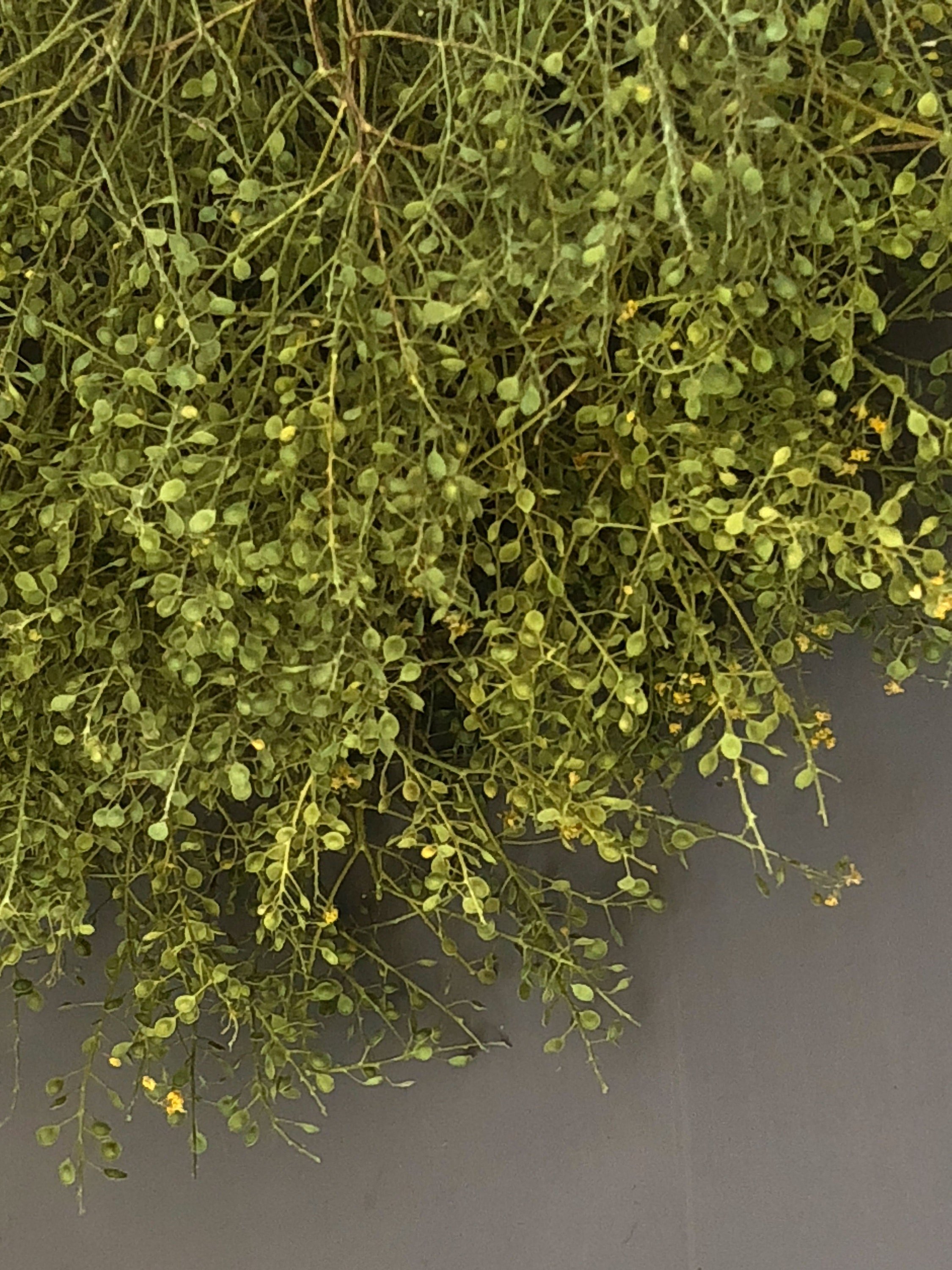 dried and floral naturally dried lepidium bunch in close up detail against grey backdrop