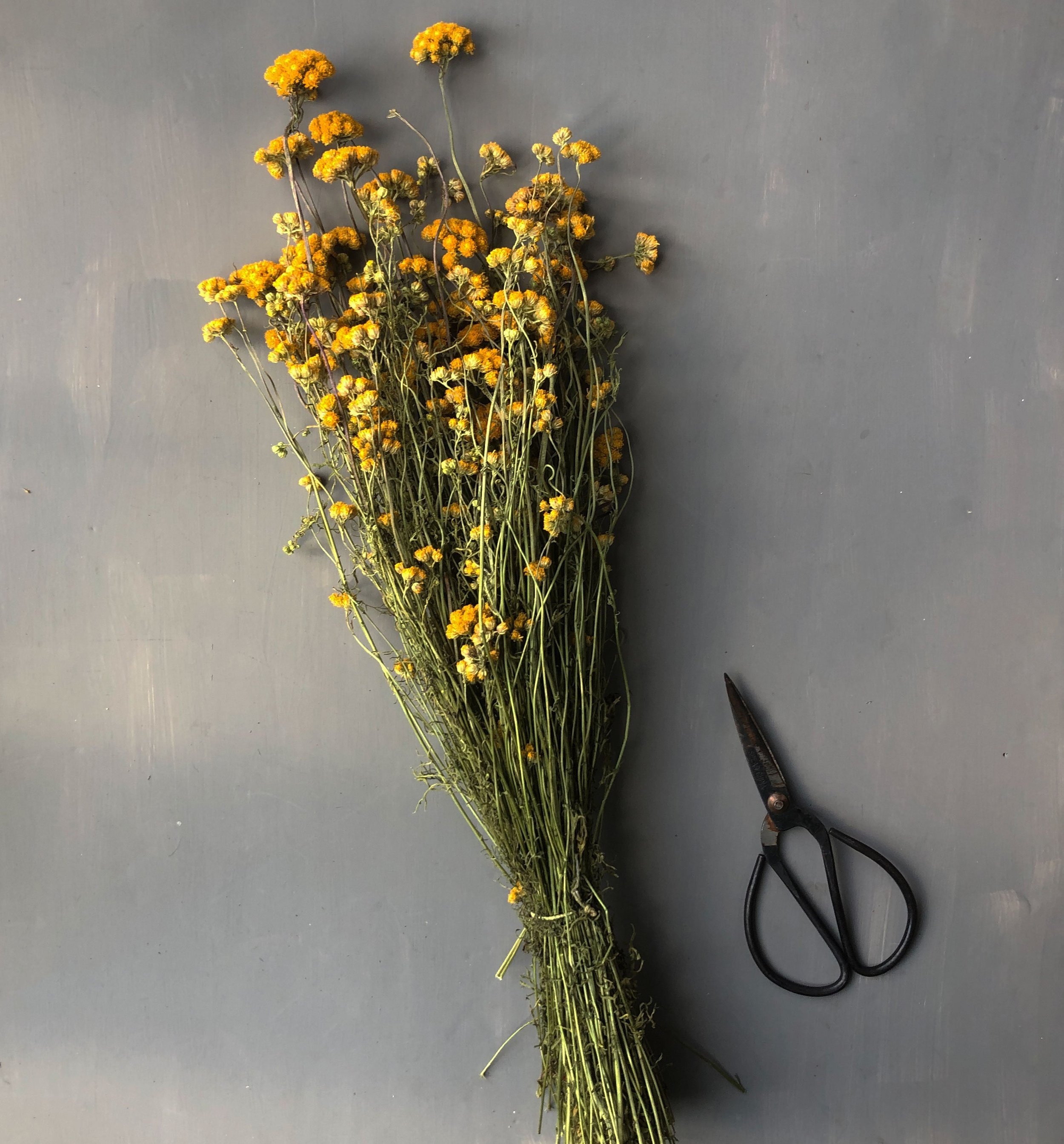 dried and floral yellow dried lona flower bunch with stems and florist scissors on grey background