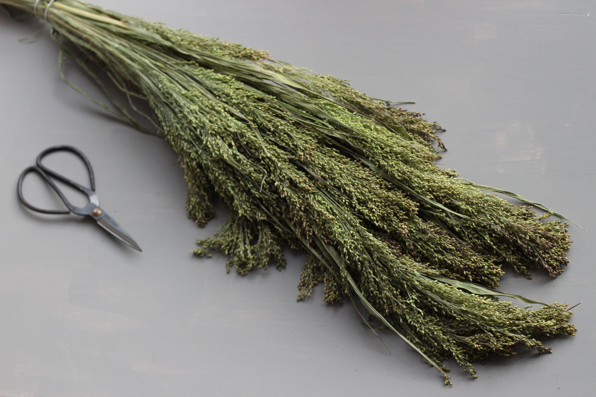 dried and floral panicum dried grass bunch against grey backdrop