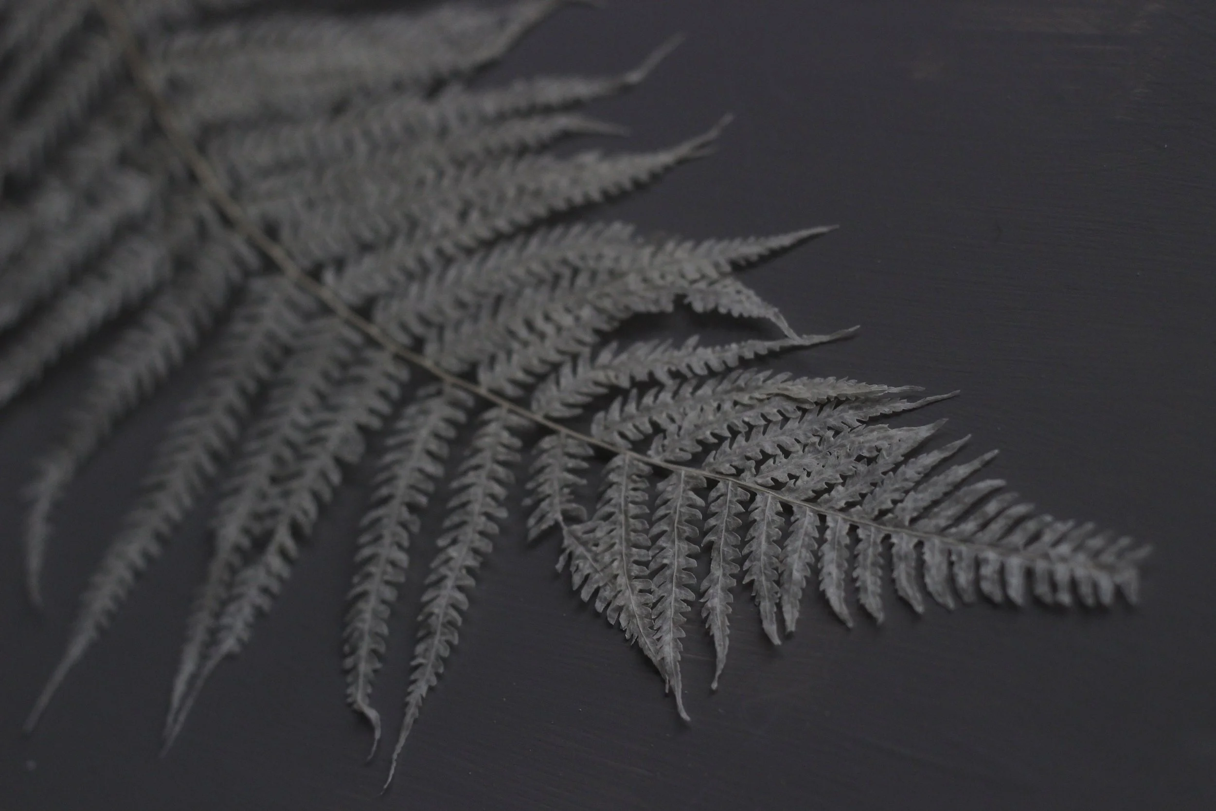 dried and floral bleached dicranopteris fern stem in detail laid flat on grey backdrop
