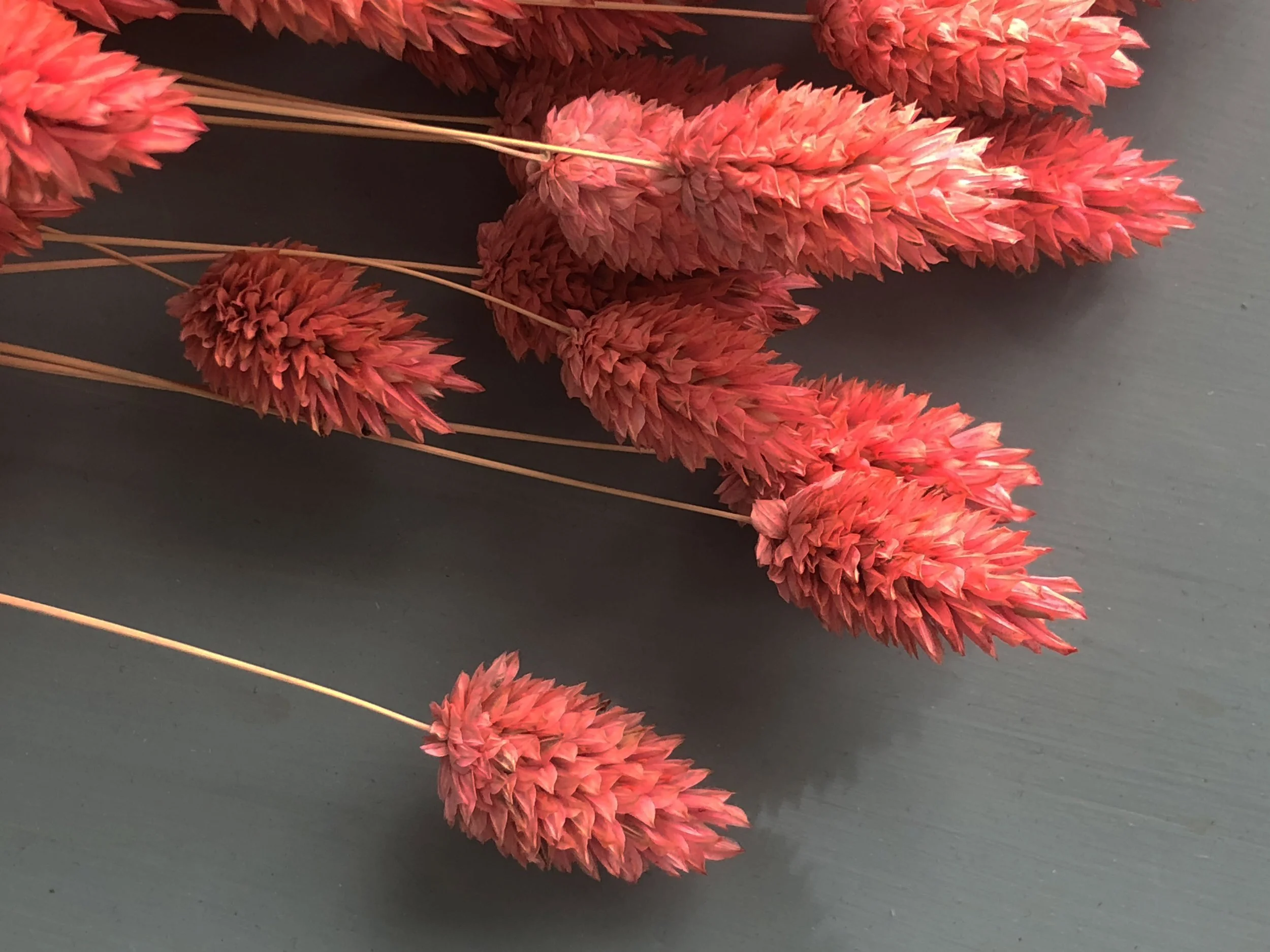 Store 2 — Dried & Floral