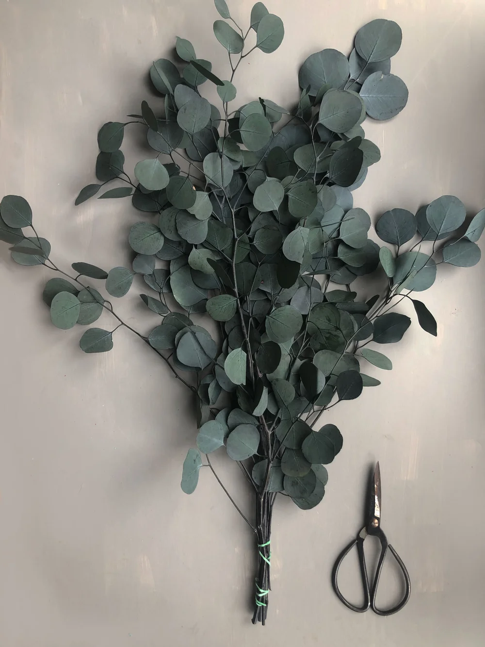 Okaliptus Yağı Neye İyi Gelir Okaliptus Yağı Neye İyi Gelir