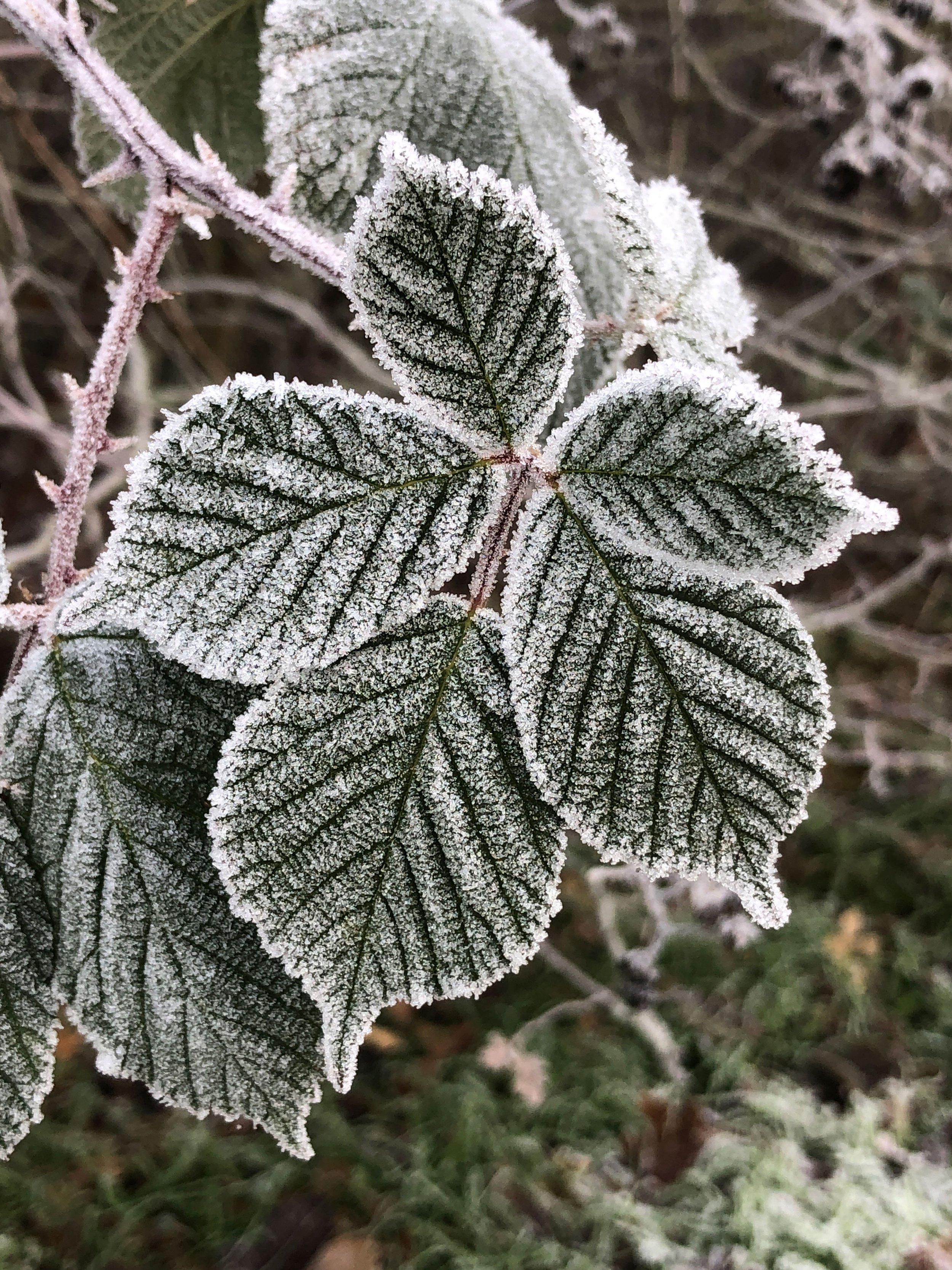 frosty-bramble-leaves-driedandfloral.jpg