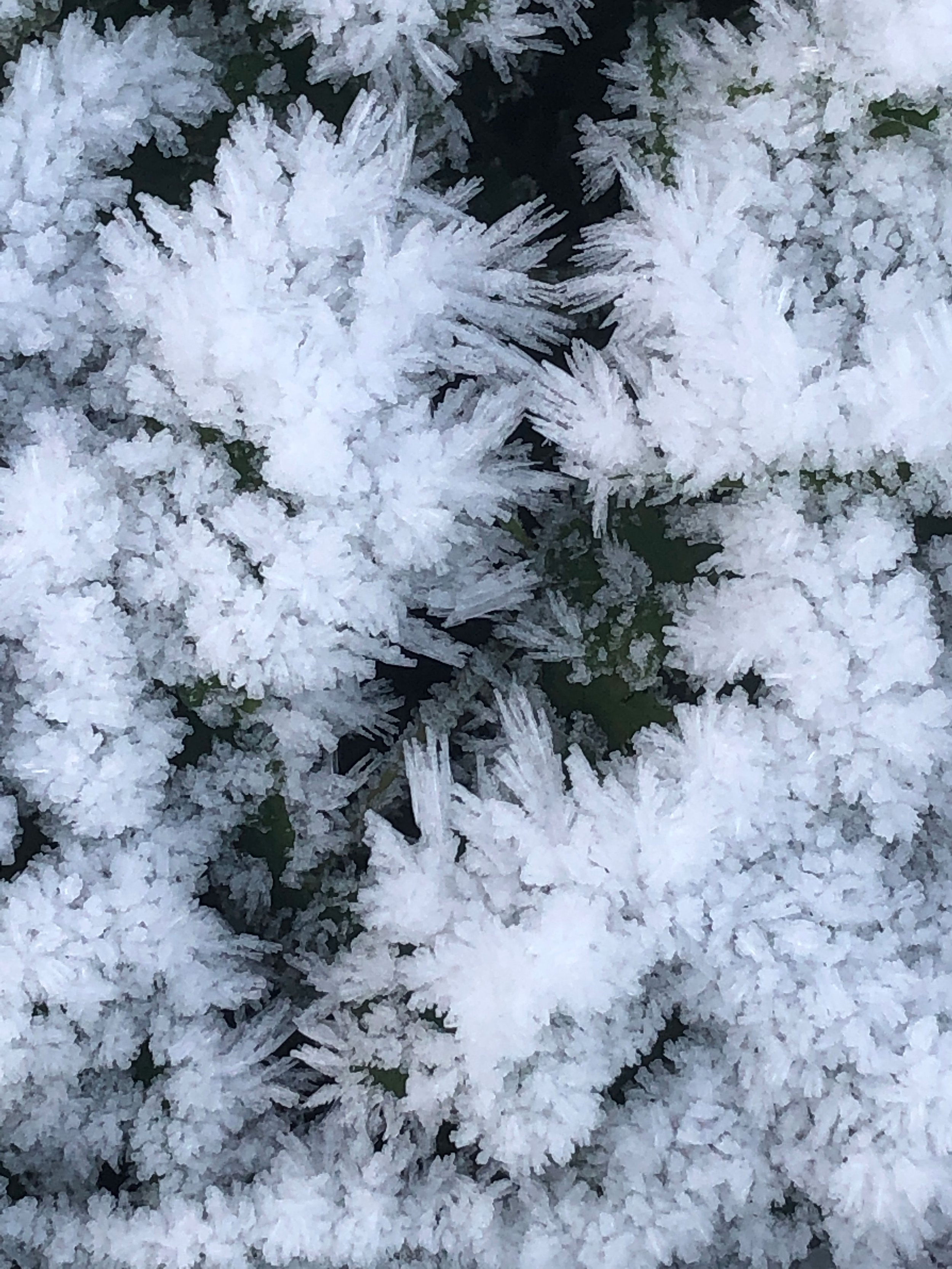 icy-grass-driedandfloral.jpg