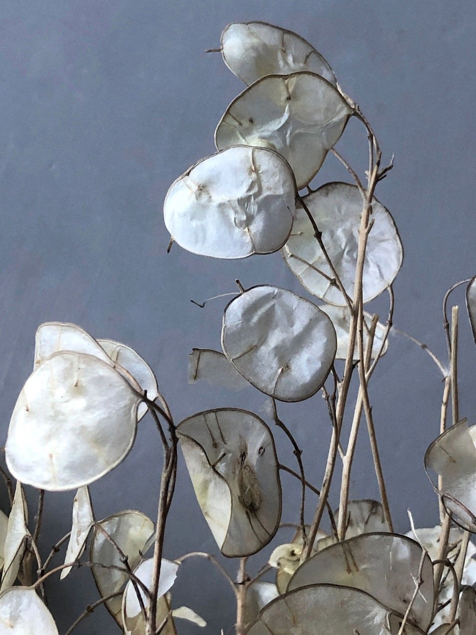 Closeup picture of the disc-like seedheads of the honesty stems. The discs are creamy white in colour and shown against a grey background.