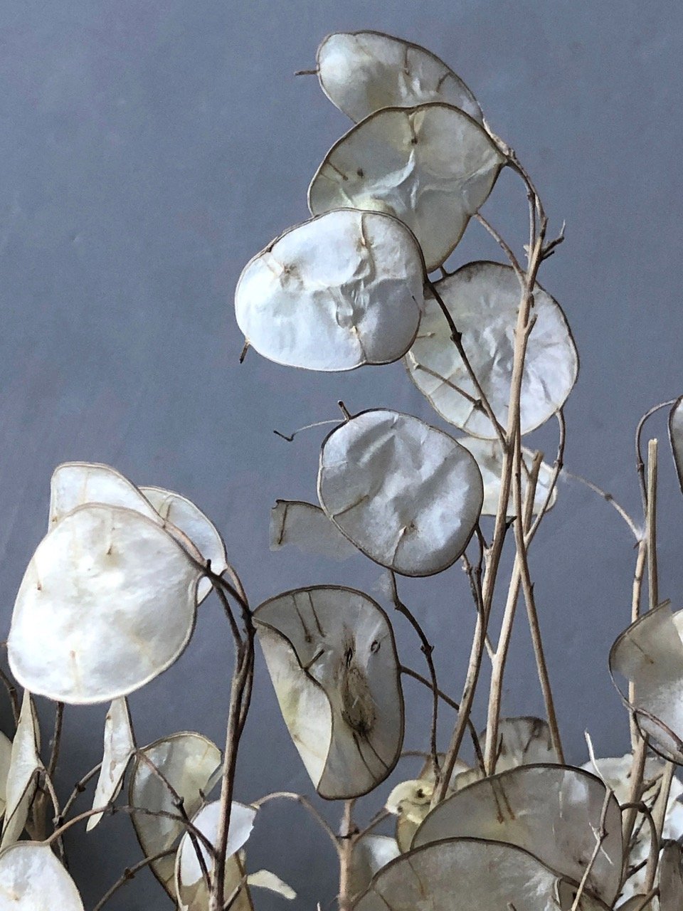 Dried Lunaria 3 stems