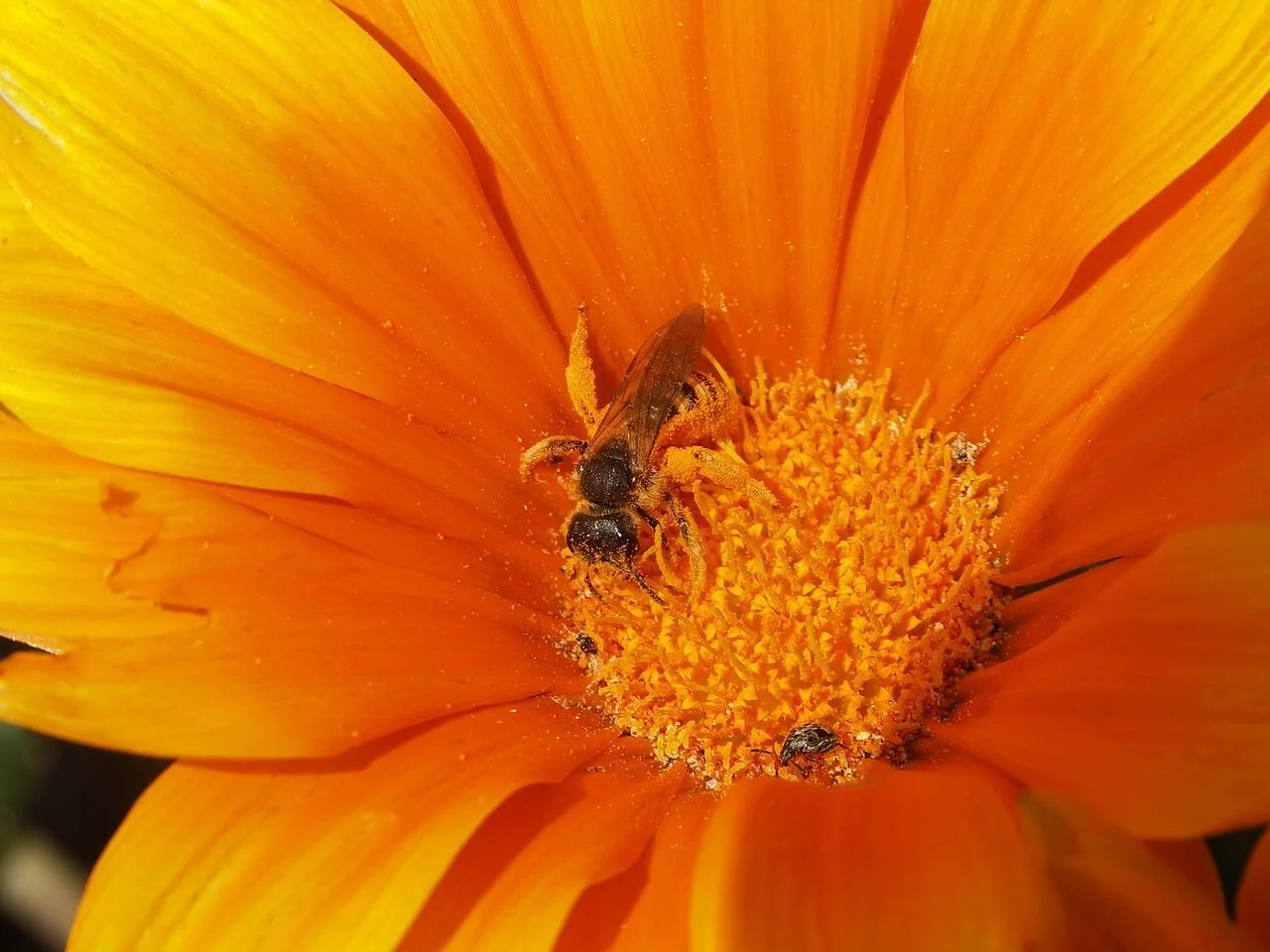 Halictus_bee_on_flower-2.jpg