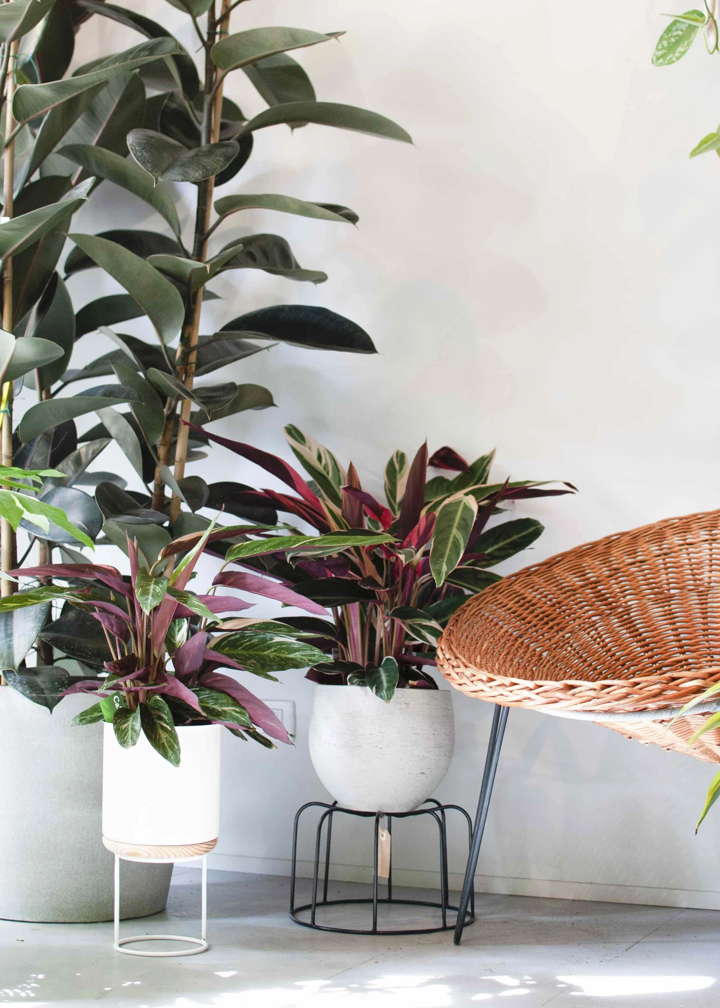 ⧫ superbotânica ⧫