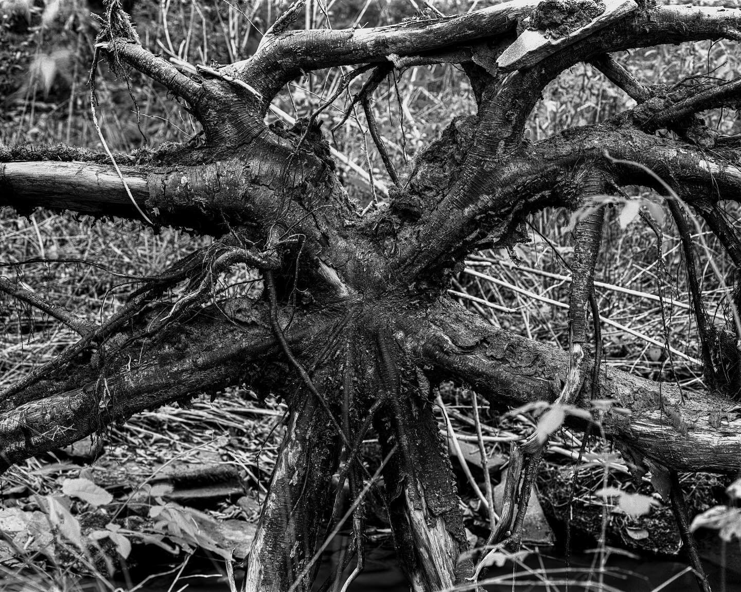 I found this fallen tree along the Seneca Creek Trail with the root system nearly intact. I chose to shoot in B&amp;W to isolate the pattern of the roots. Beautiful example of underground root structures we almost never see.

Camera: Intrepid MKIl 8x