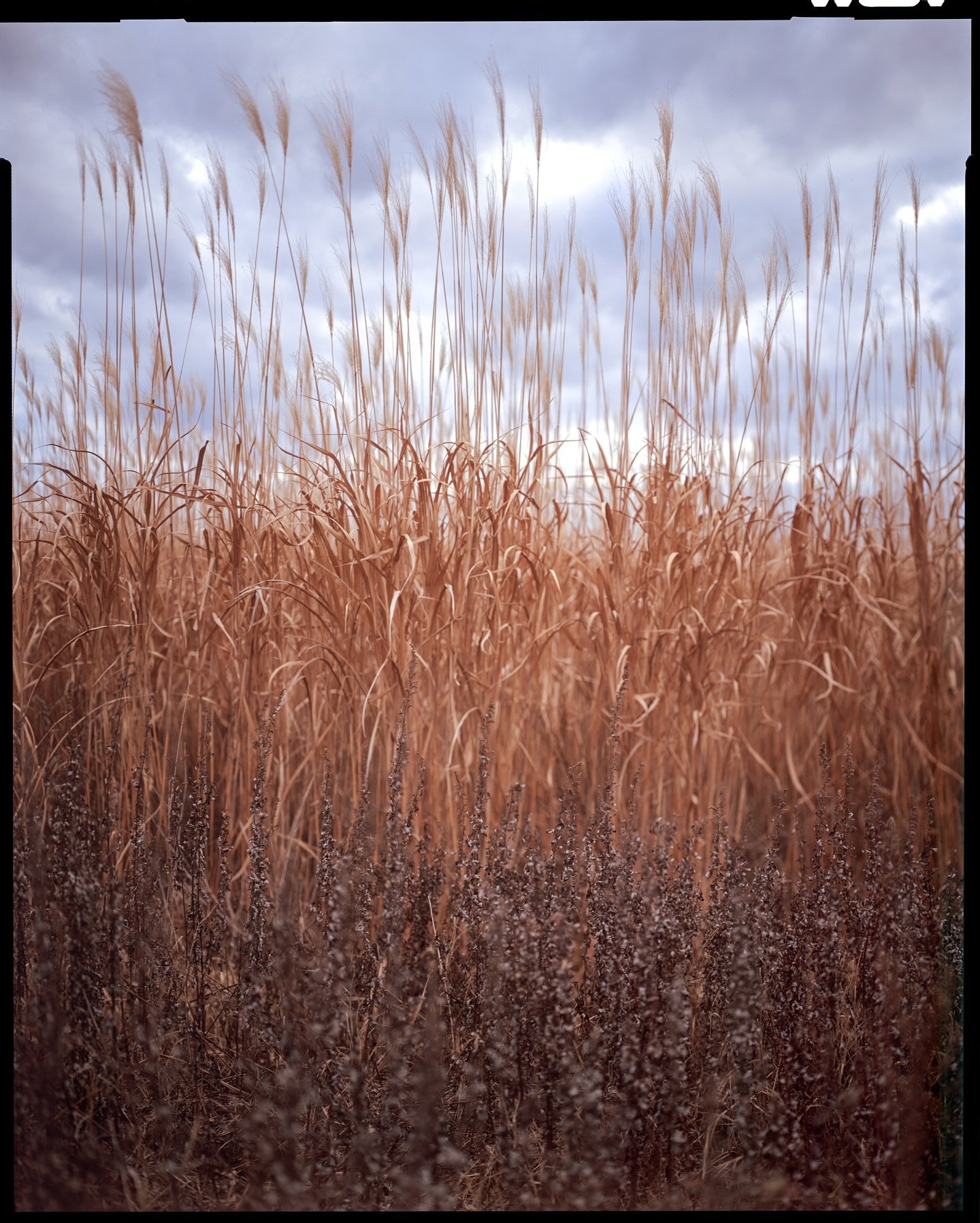 Winter Wheat | Ektachrome 100 8x10 | Fujinon 240 A f/9 | Intrepid MK2 8x10

#believeinfilm #kodakektachrome #slidefilm #largeformat #largeformatphotography #easternshore #marylandphotography