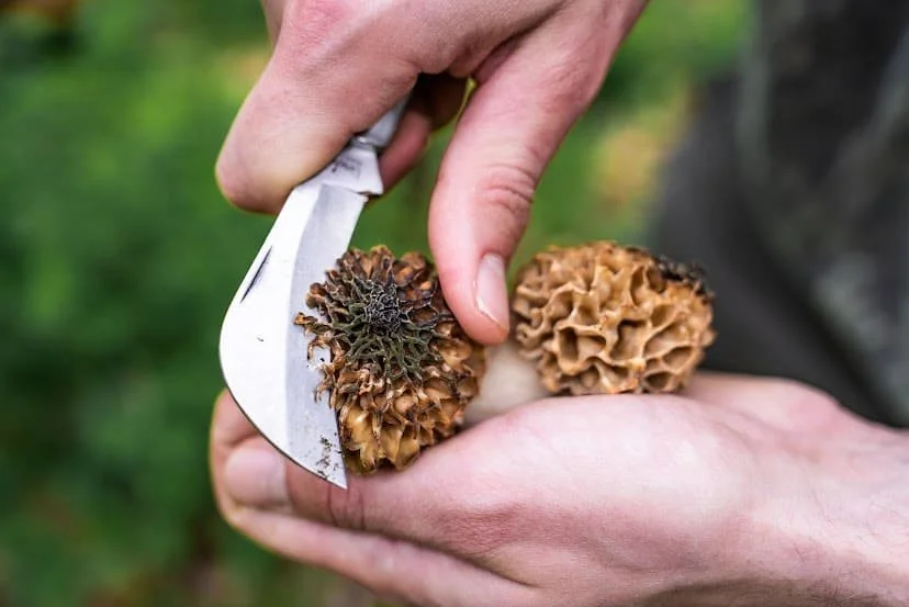 The Ultimate Foraging Gear List: Be Prepared For Anything — Year Of Plenty