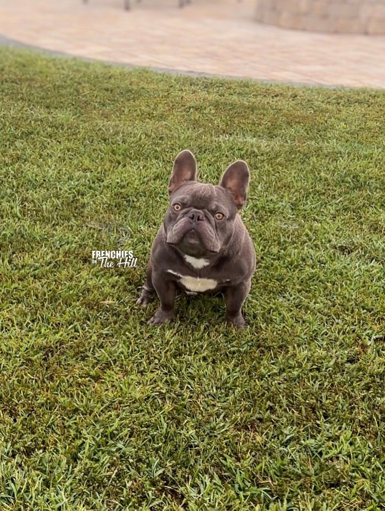 A French Bulldog sitting on a green lawn with a brick pathway and wall in the background.