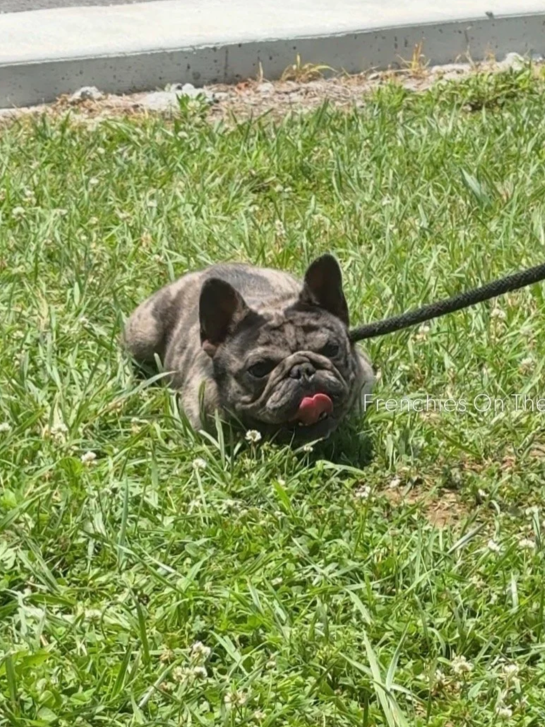 A French Bulldog lying in the grass with its tongue sticking out.