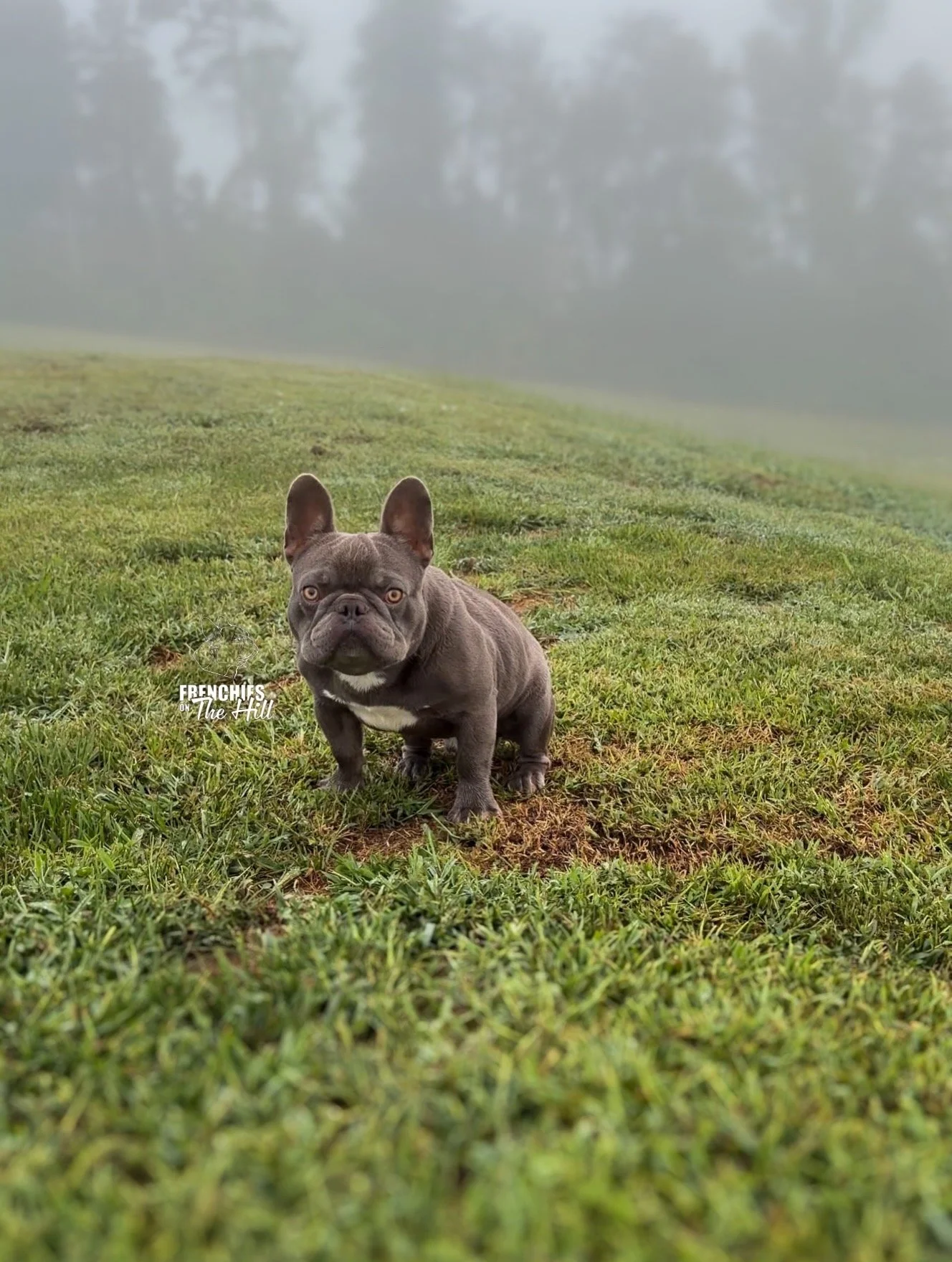 A French Bulldog puppy sitting on a grassy hill with foggy trees in the background.