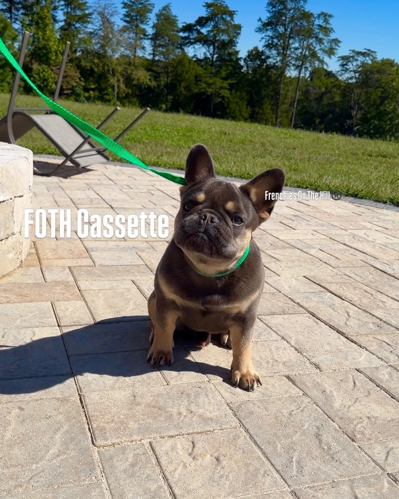 A French Bulldog puppy sitting on a stone patio, wearing a green collar and leash in a backyard with chairs, grass, and trees.