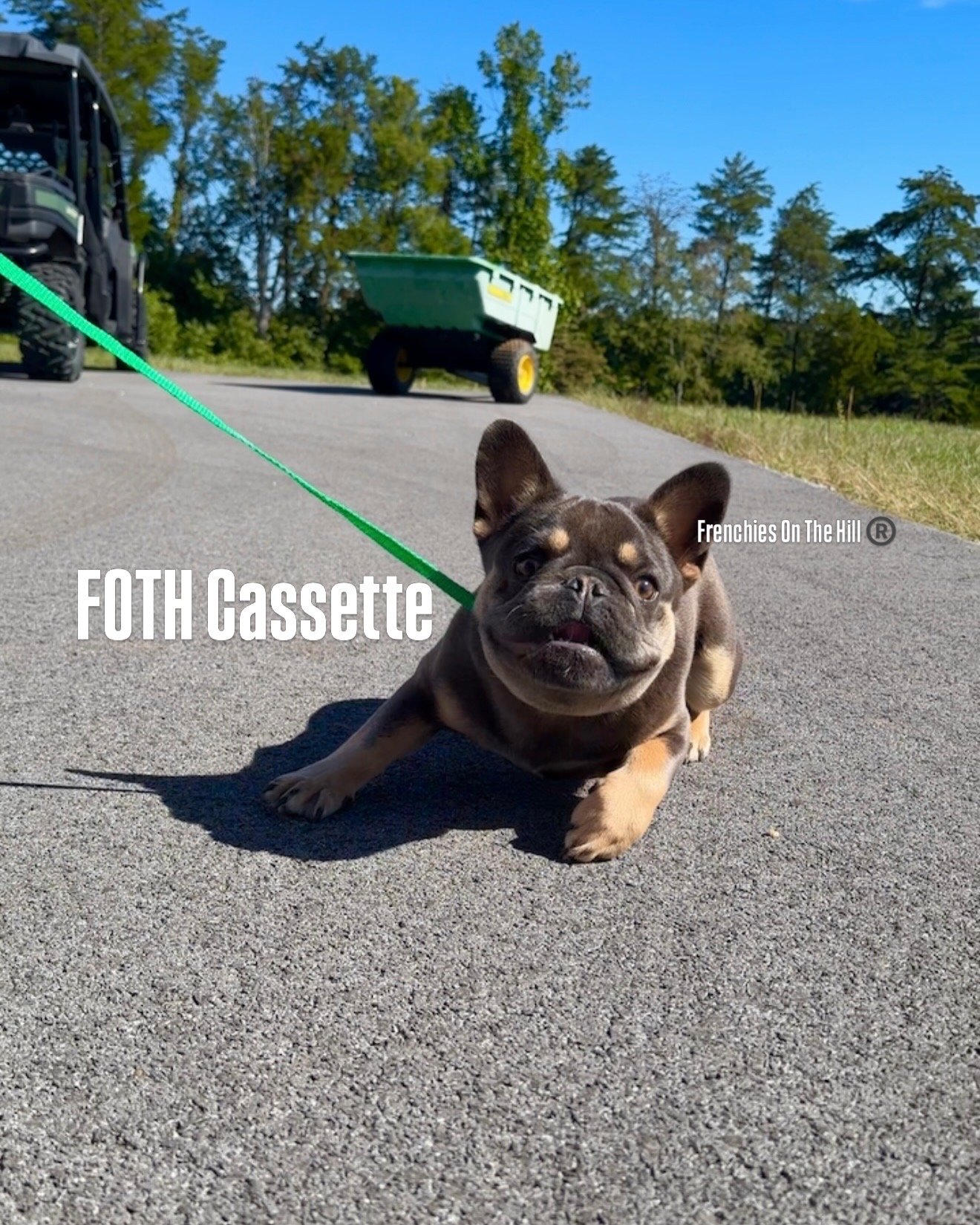 A cute French Bulldog puppy lying on a paved road, with a green wheelbarrow and part of a tractor in the background, and trees and a blue sky behind.