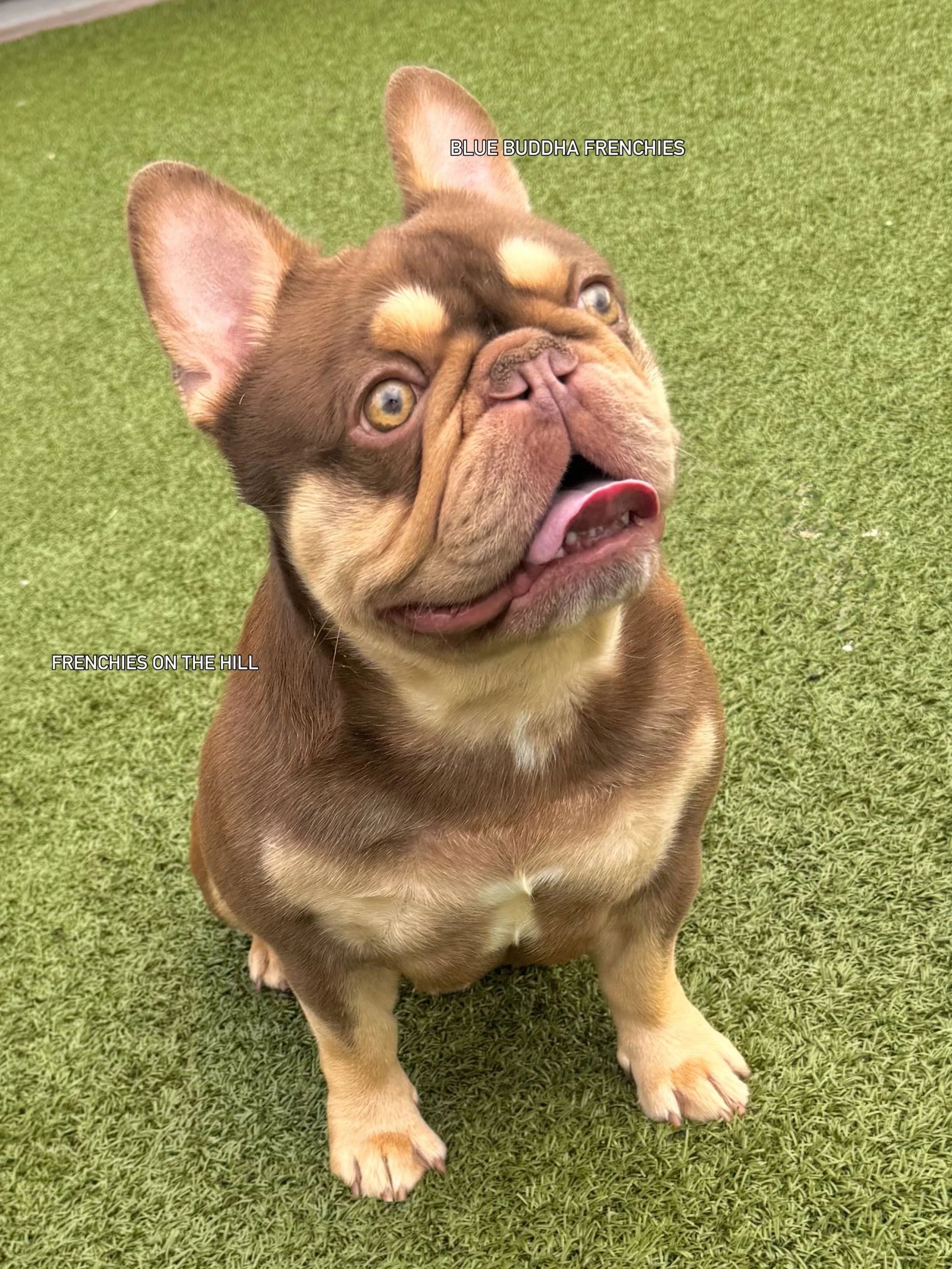 A French Bulldog puppy with a brown coat and a white patch on its chest, sitting on green grass, looking upwards with its tongue slightly out.