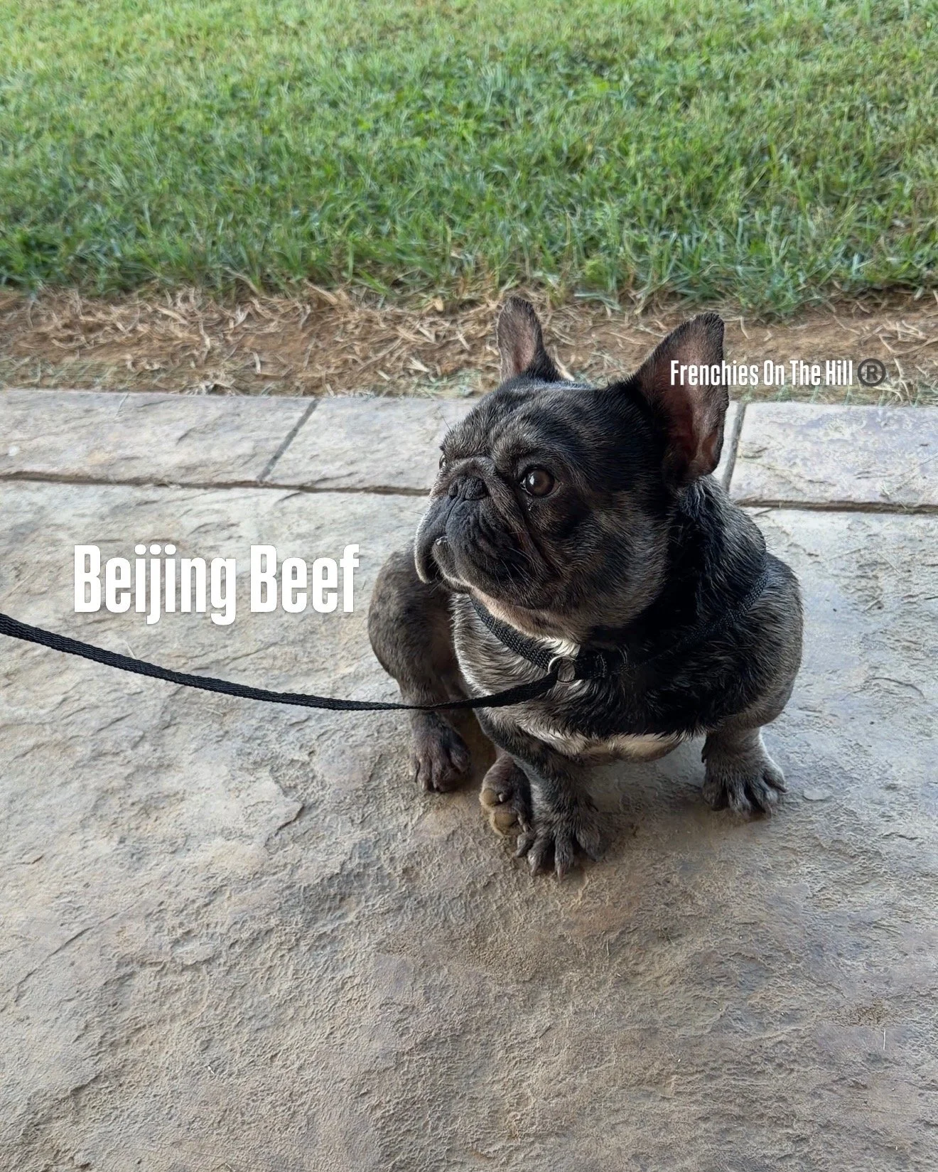 A French Bulldog sitting outdoors on a concrete surface, with a leash attached, looking to the side. There is grass and a dirt patch in the background. Text overlay reads "Beijing Beef" and "Frenchies On The Hill".