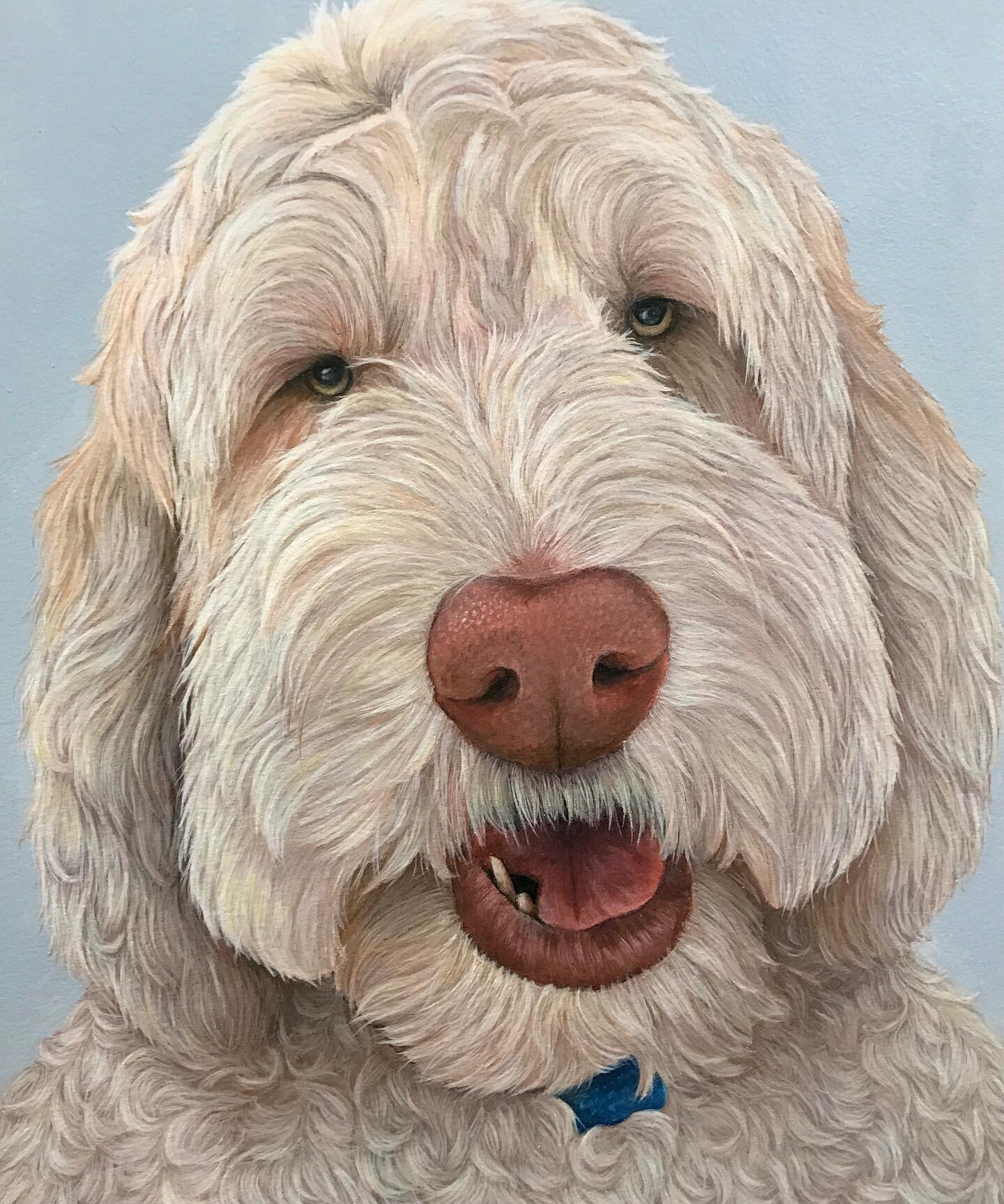 &lsquo;Albus&rsquo; the Labradoodle! - 10x12&rdquo; Acrylic
Albus recently had to have surgery to remove part of his tongue, so I was asked to incorporate that into the painting ☺️. 
This was really a lovely commission and I had fun adding all the di
