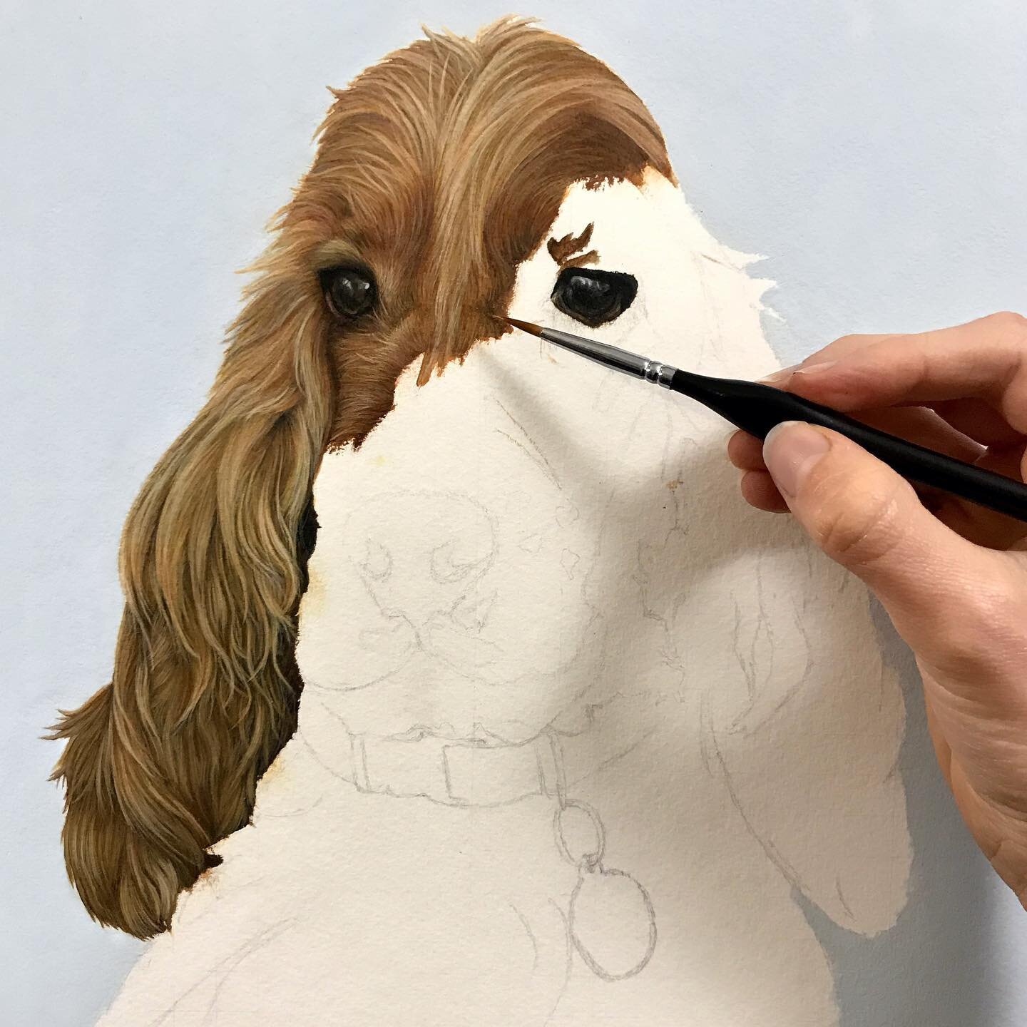 Hope everyone&rsquo;s having a great week so far☺️. 
Here&rsquo;s a little work in progress of my current commission - very happy with his progress so far! 🐶
Starting next week I am excited to say I can share all my secret commissions!🎉 Can&rsquo;t