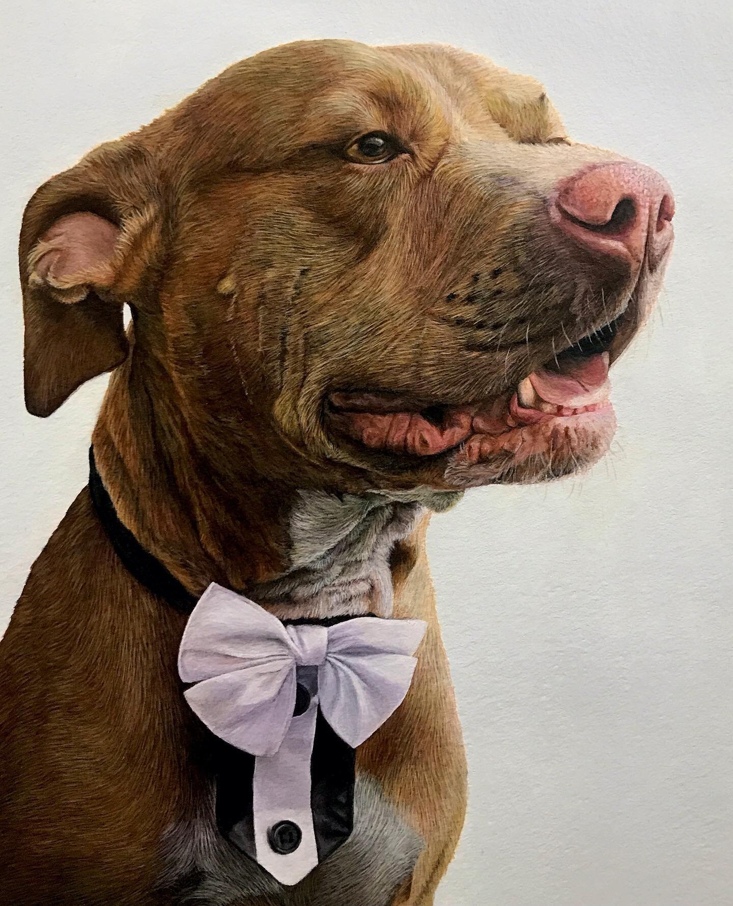Meet &lsquo;Pablo&rsquo; the very handsome American pink nosed Pit bull 🐶 - 8x10&rdquo; Acrylic 
So many colours went into this painting and he has definitely turned out as one of my favourites! 
He is the second painting being shipped along with &l