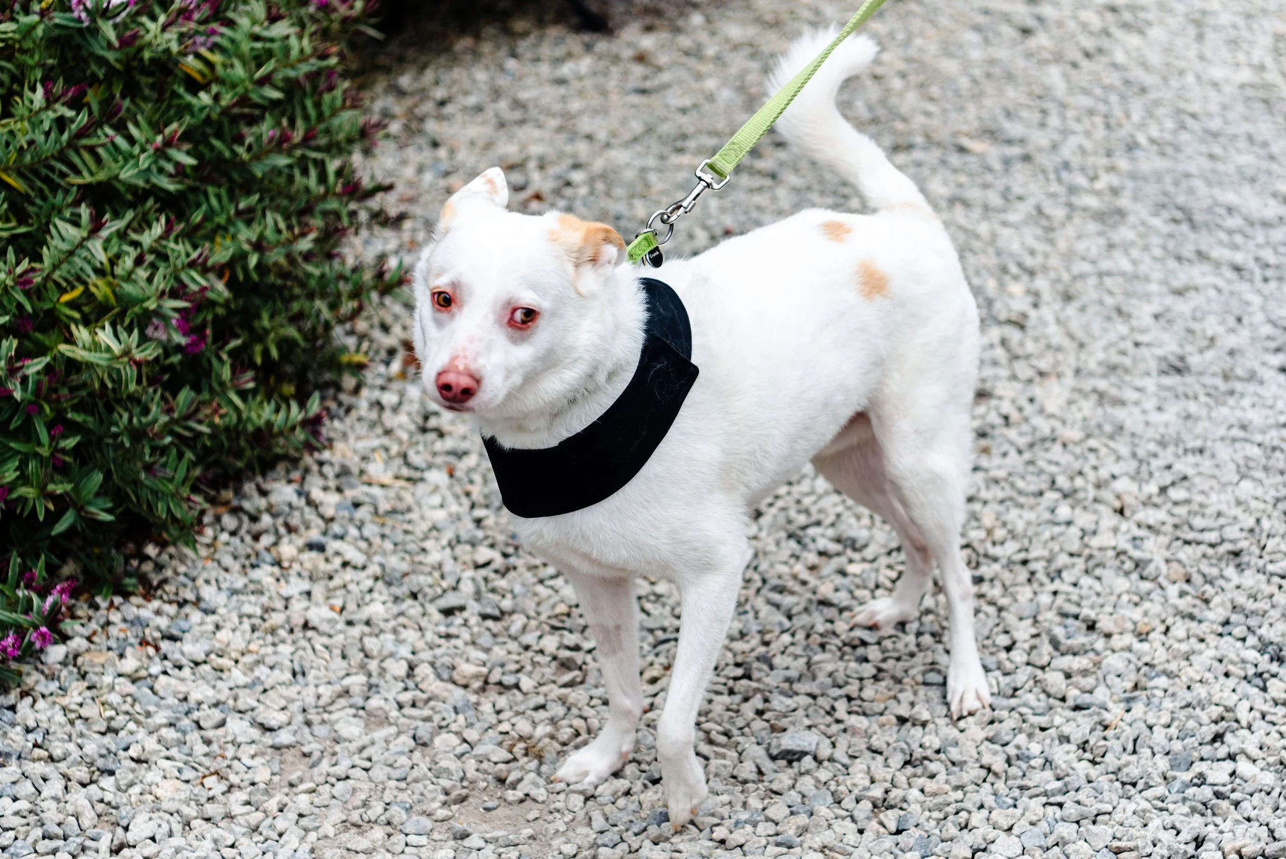 Beth & Dom Wedding-558(1).jpg