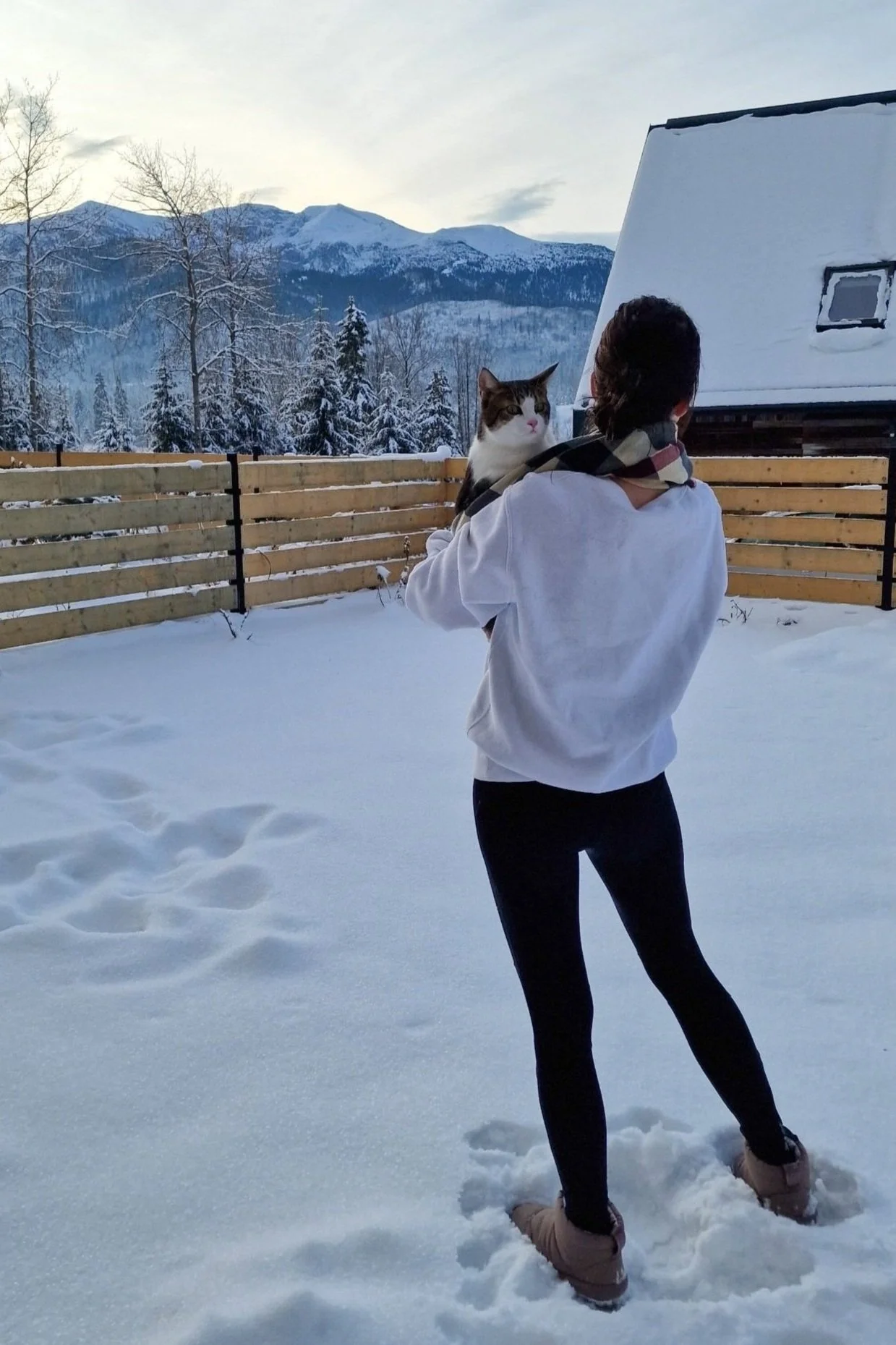 Flying With Your Cat? Here's What you Need To Know and Bring
