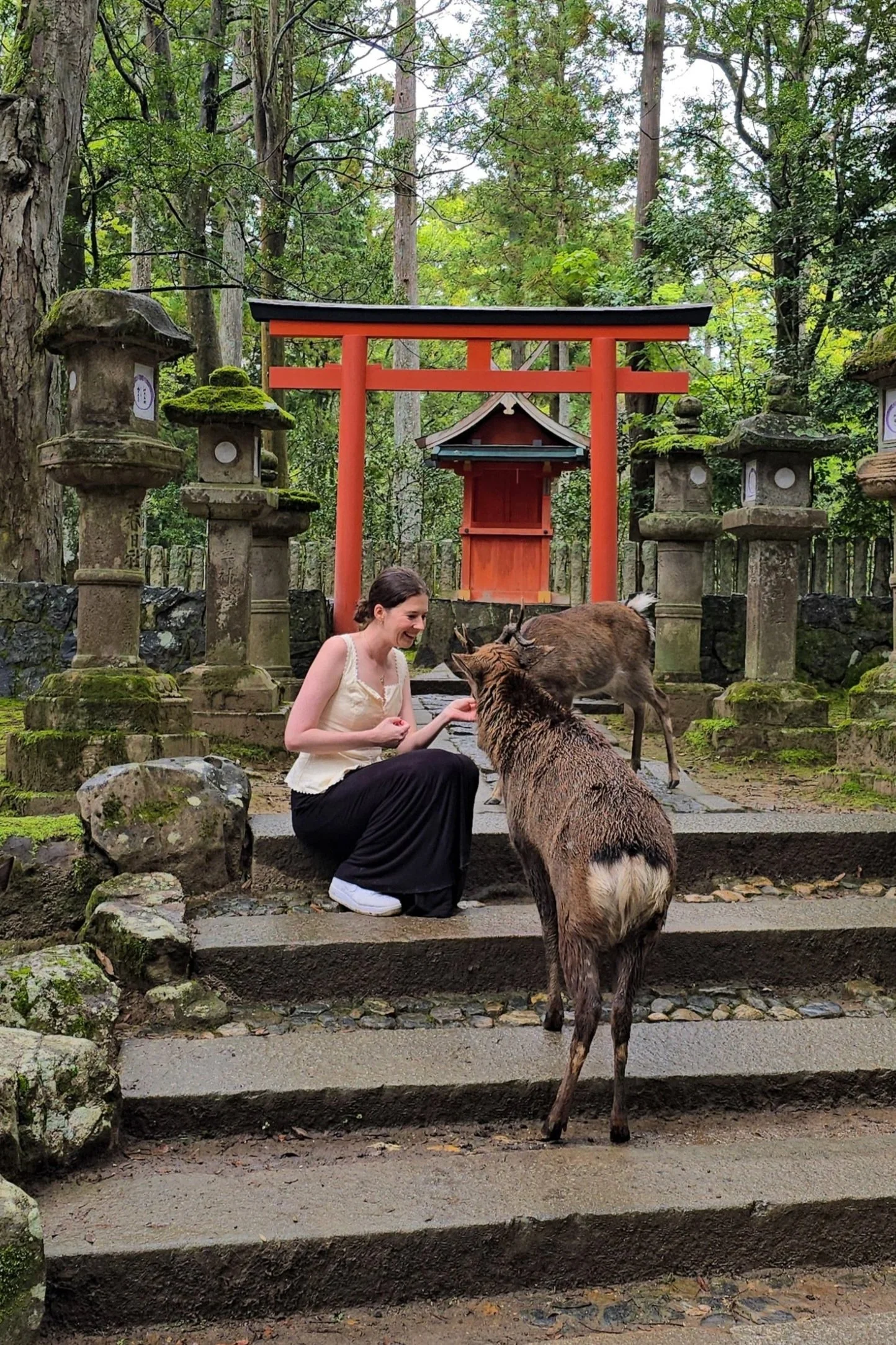 Nara Deer Park: What to Expect &amp; Things to Know