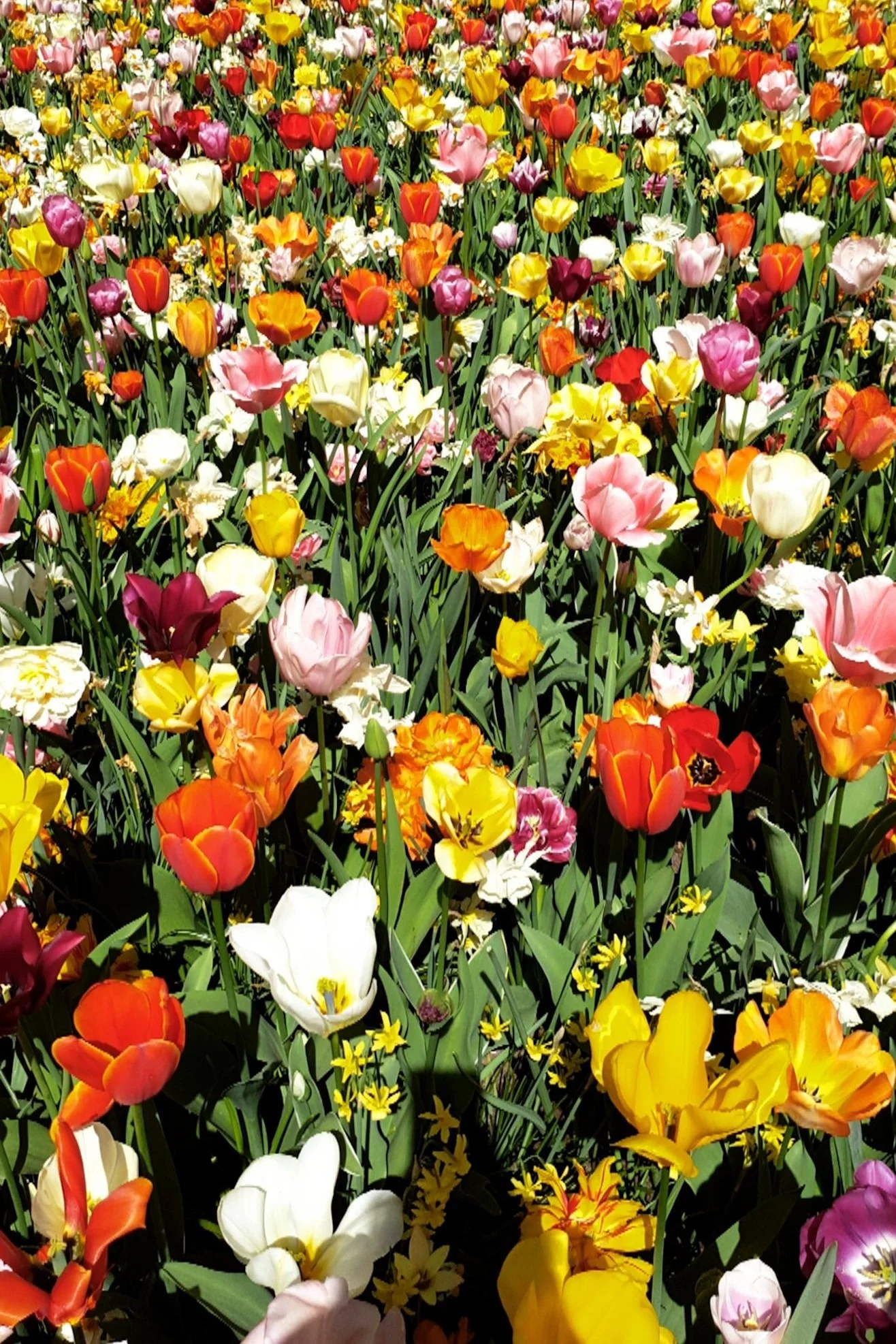 Endless Fields of Color: Keukenhof Guide - All You Need To Know