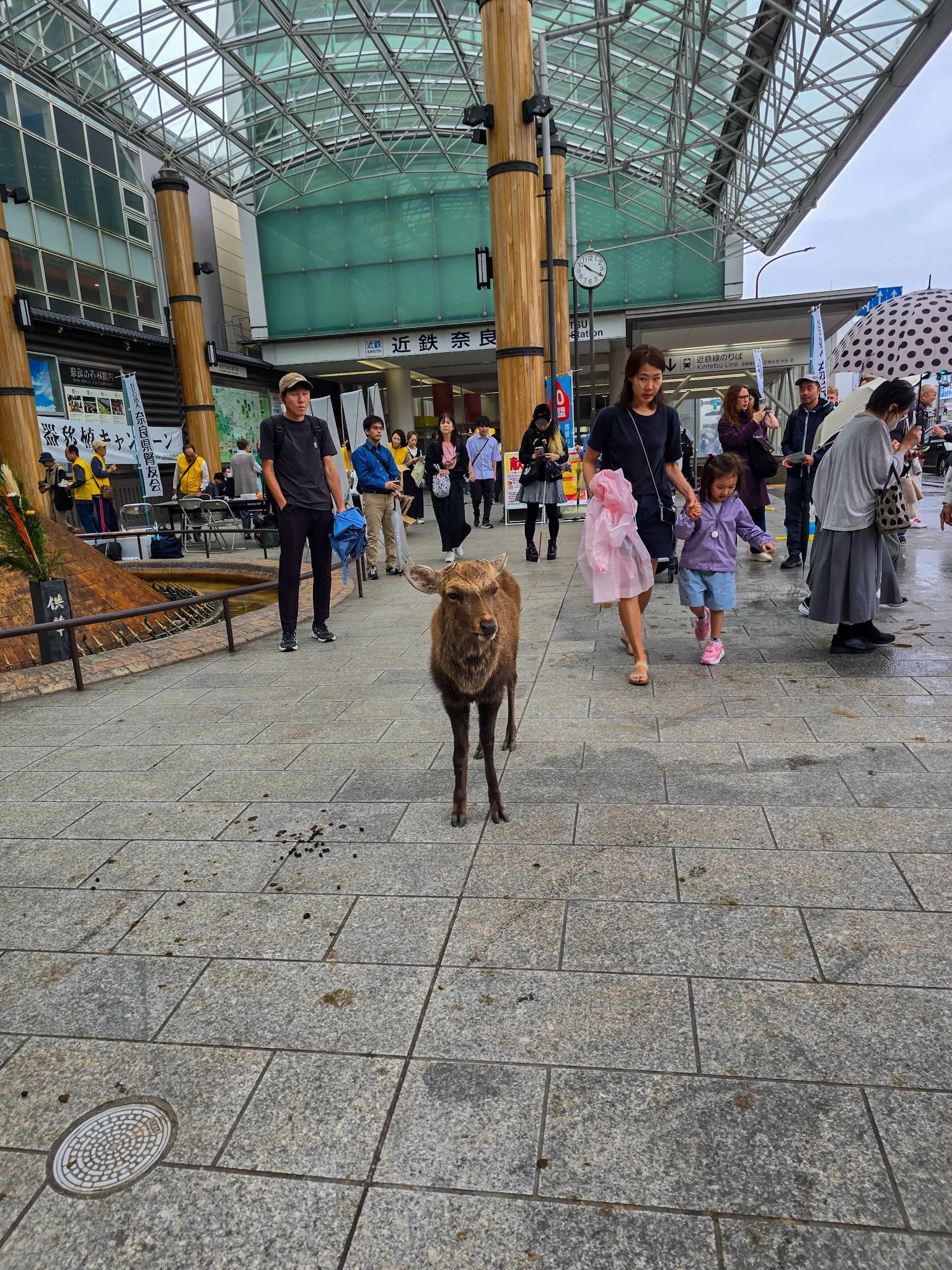 How to Get to Nara Deer Park