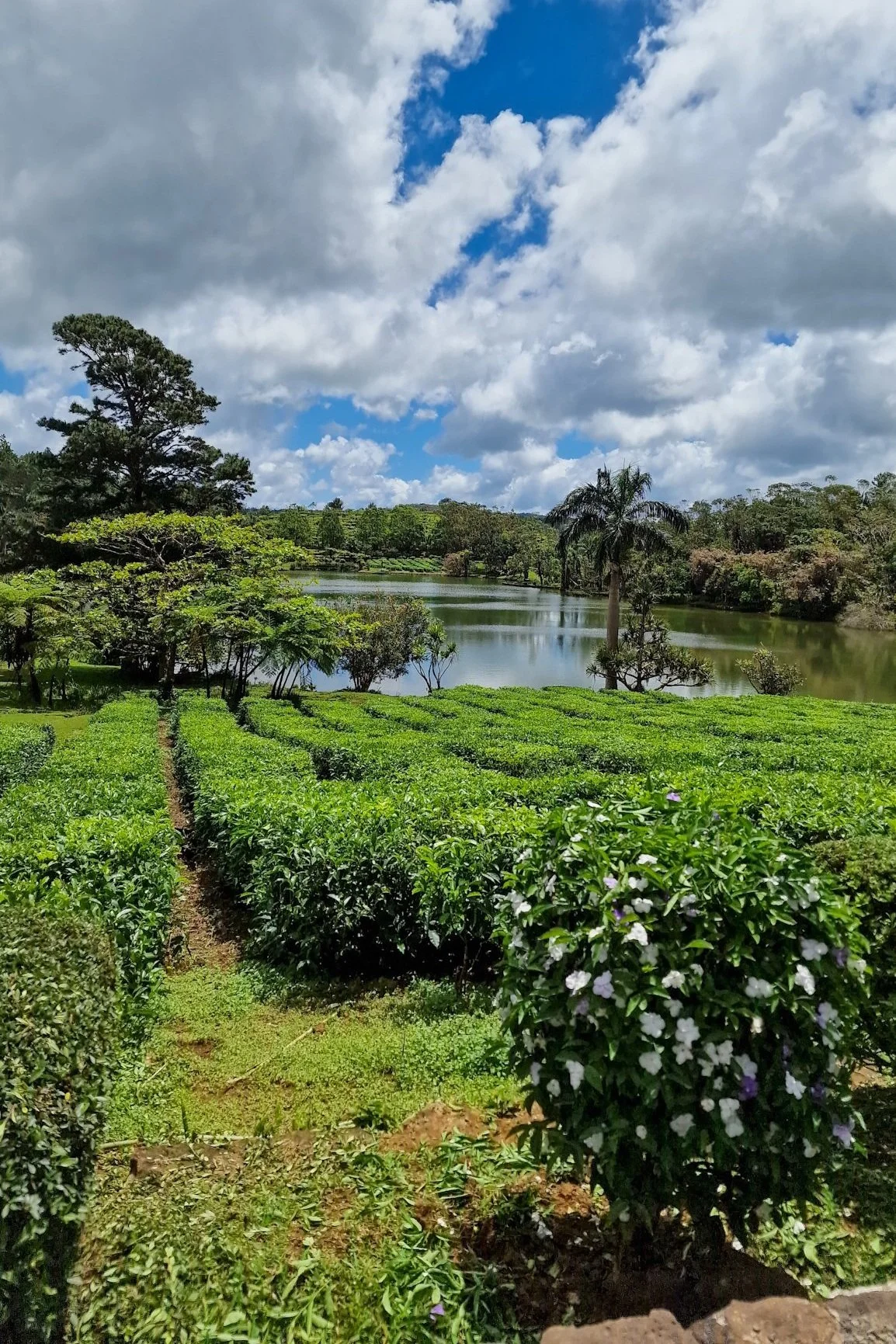 Mauritius Tea Fields