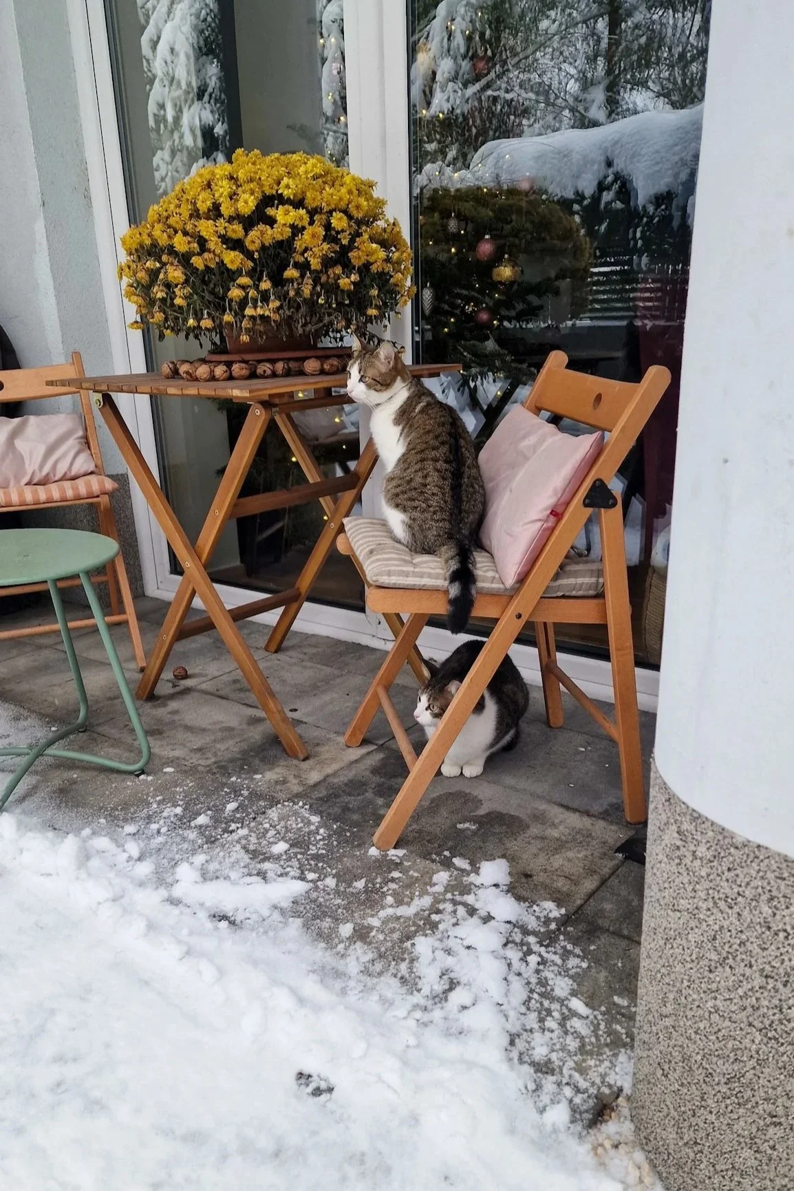 Two Cats on patio