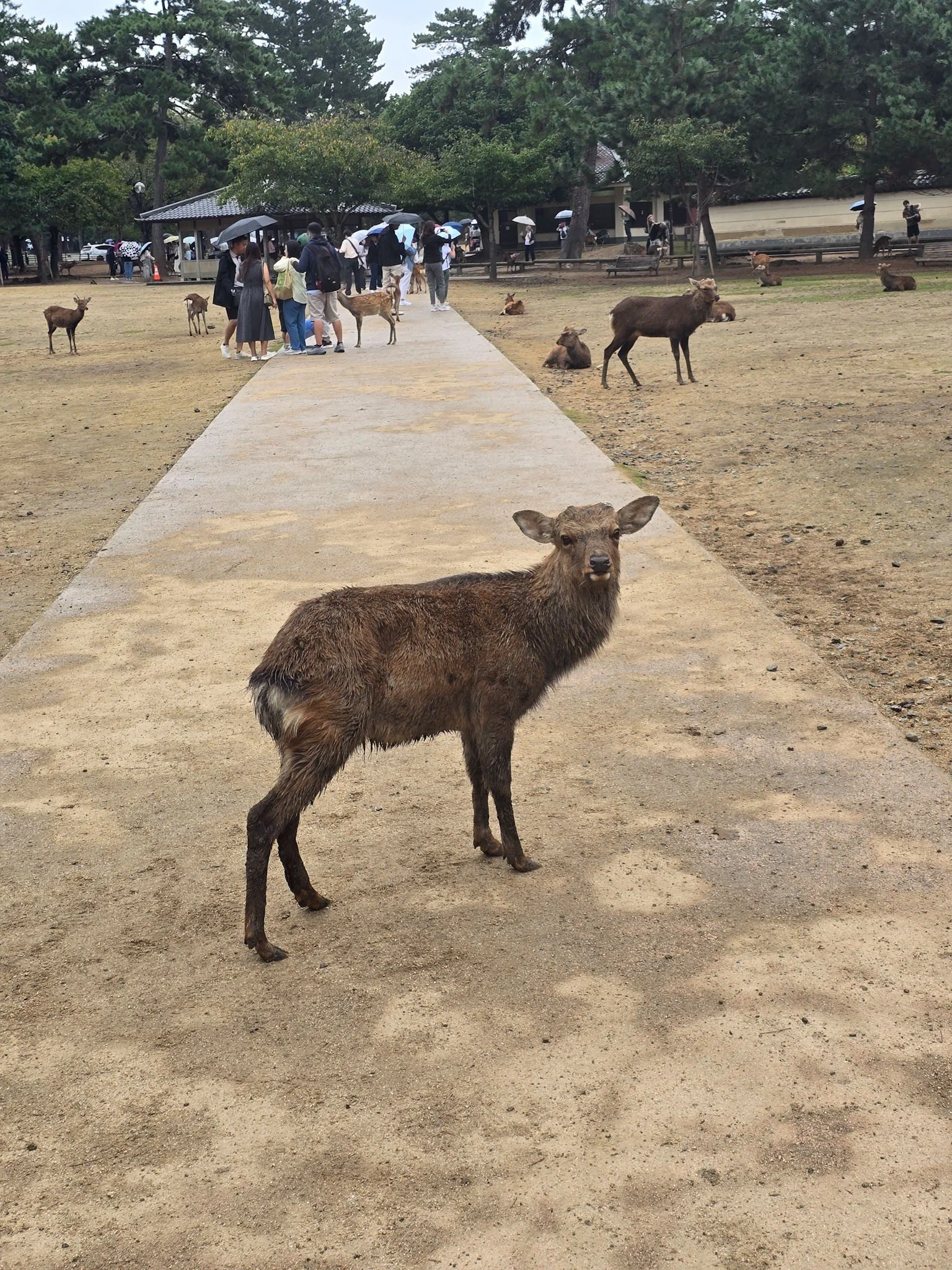Nara Park Japan Deer