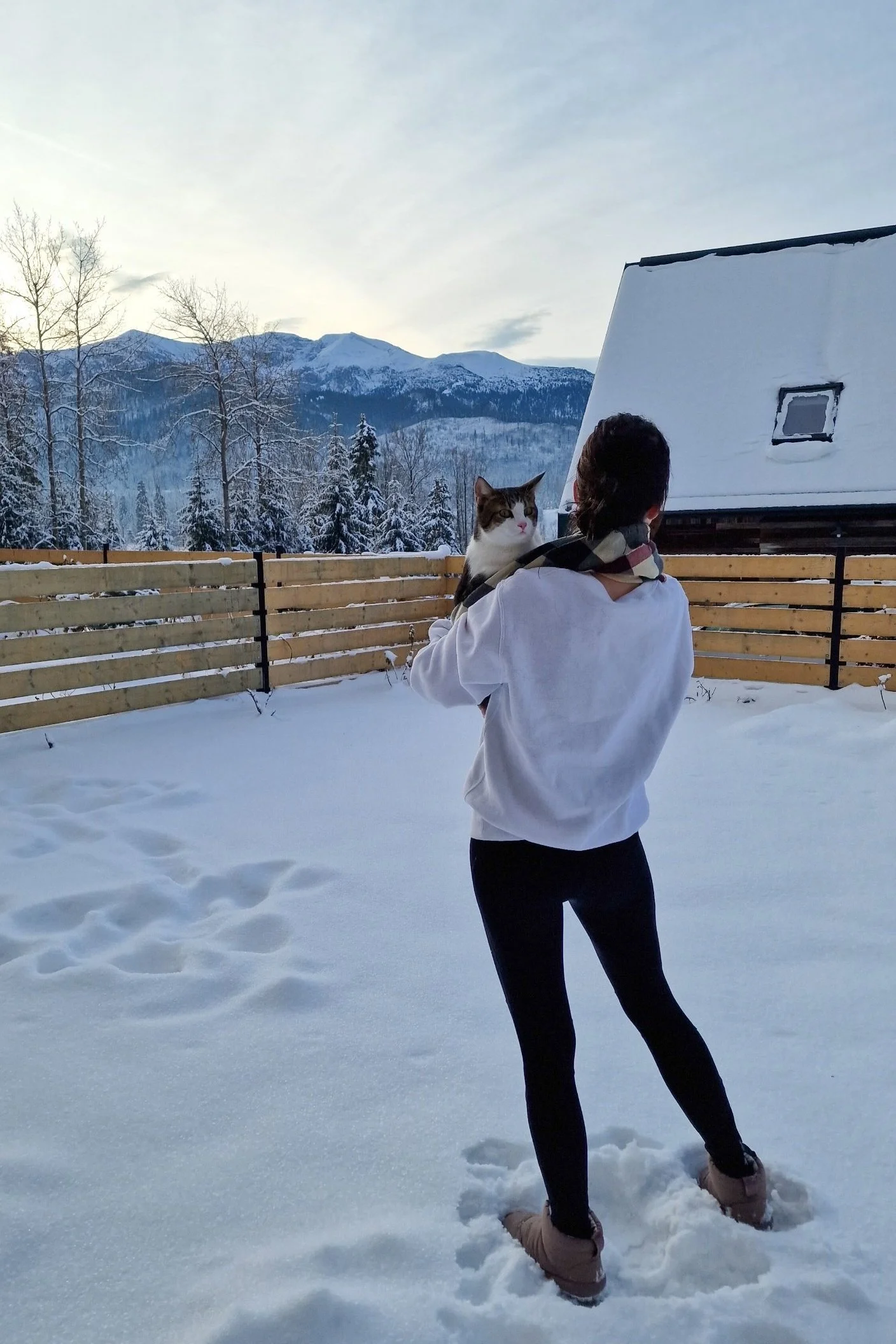 Cat in the snow