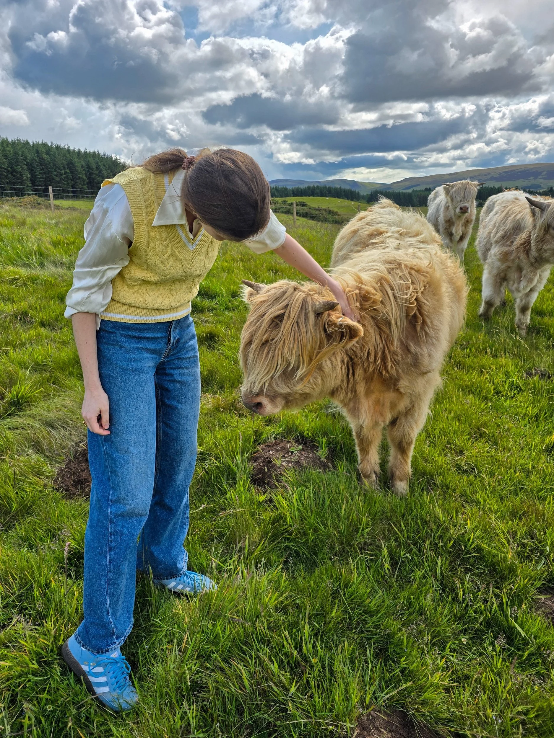 Gleneagles Highland Cows Tour