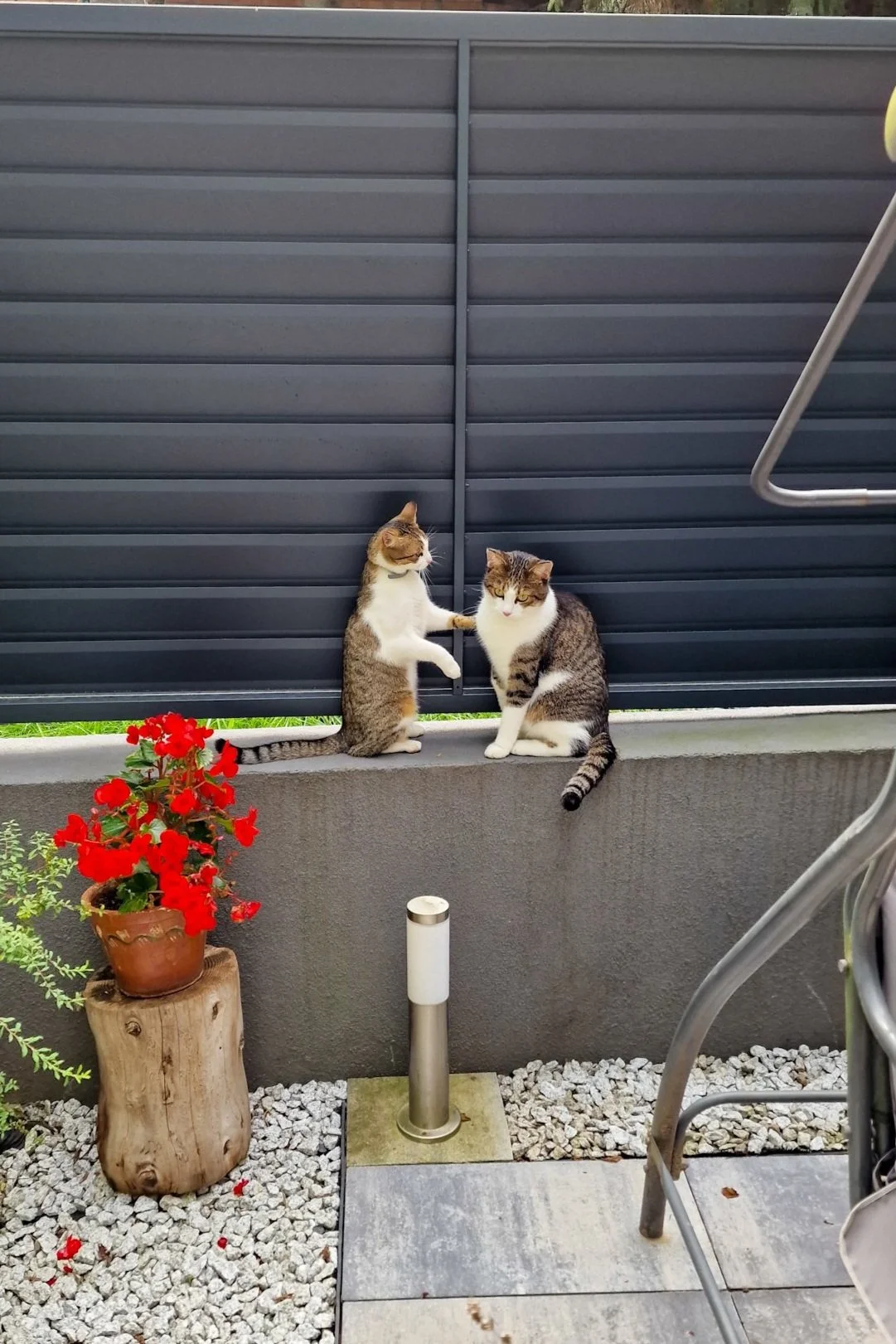 Getting a Cat for the First Time? Here's How to Prepare and What You’ll Need