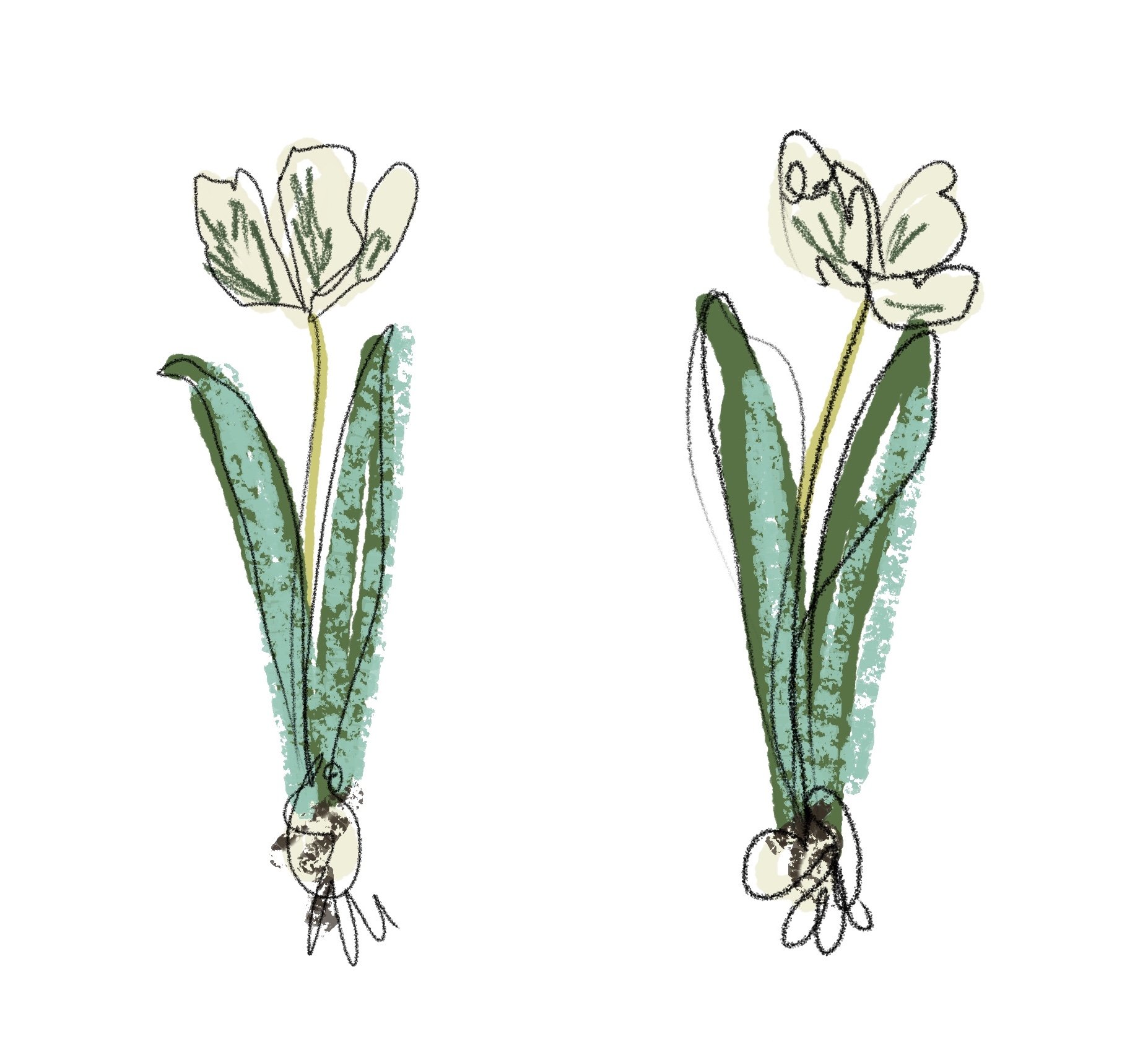 Talley S. Commission (Starting Feb.) TWO Parrot Tulips