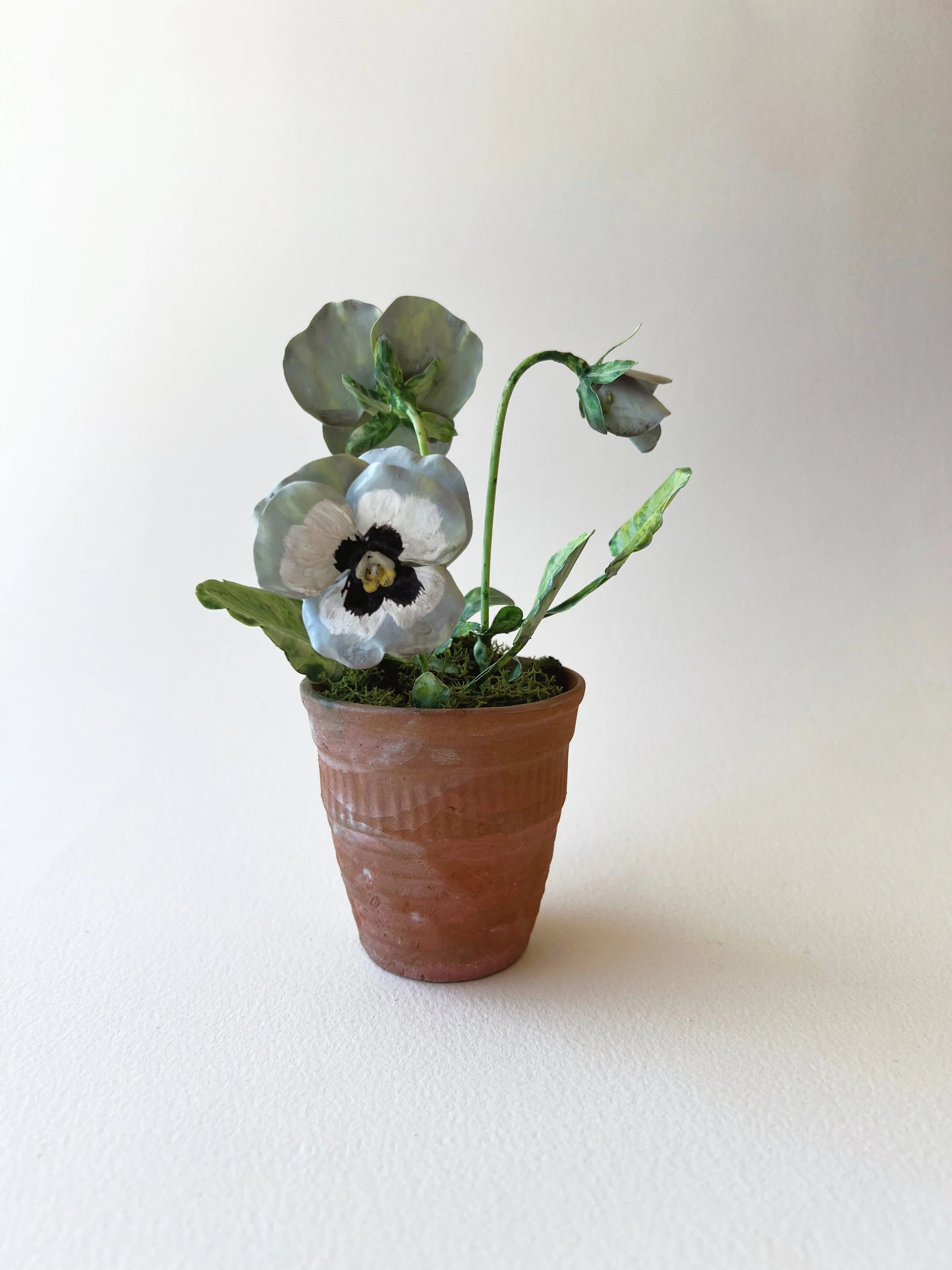 light-blue-pansy-potted.JPG