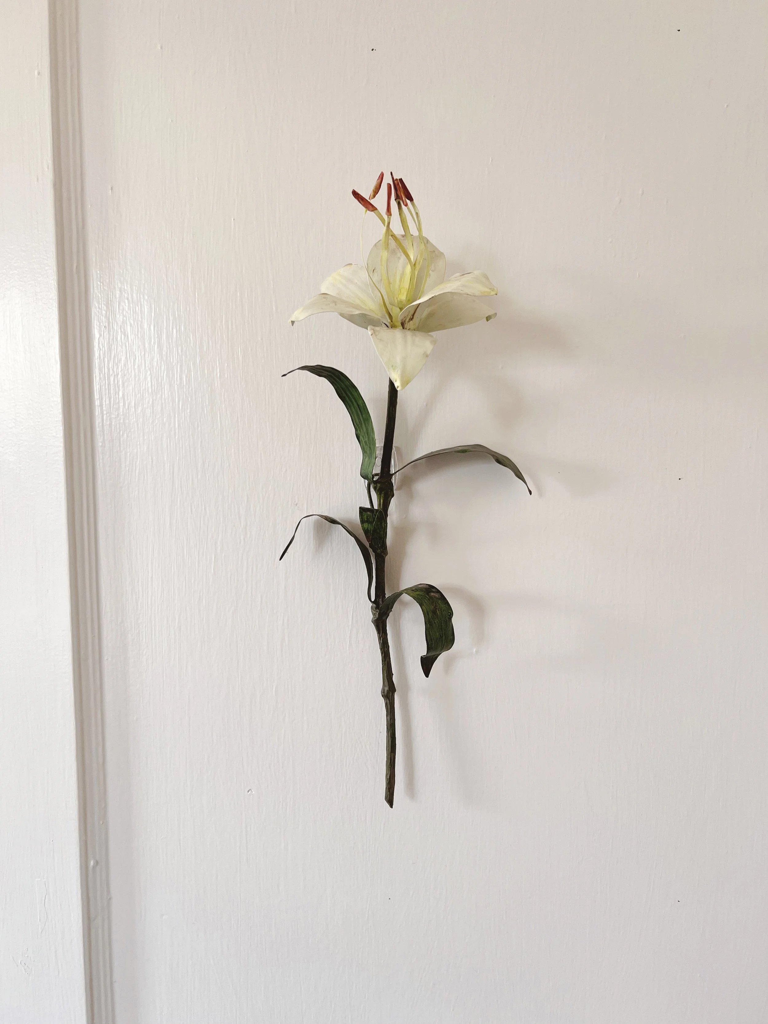 wall-flower-white-tole-lily .JPG
