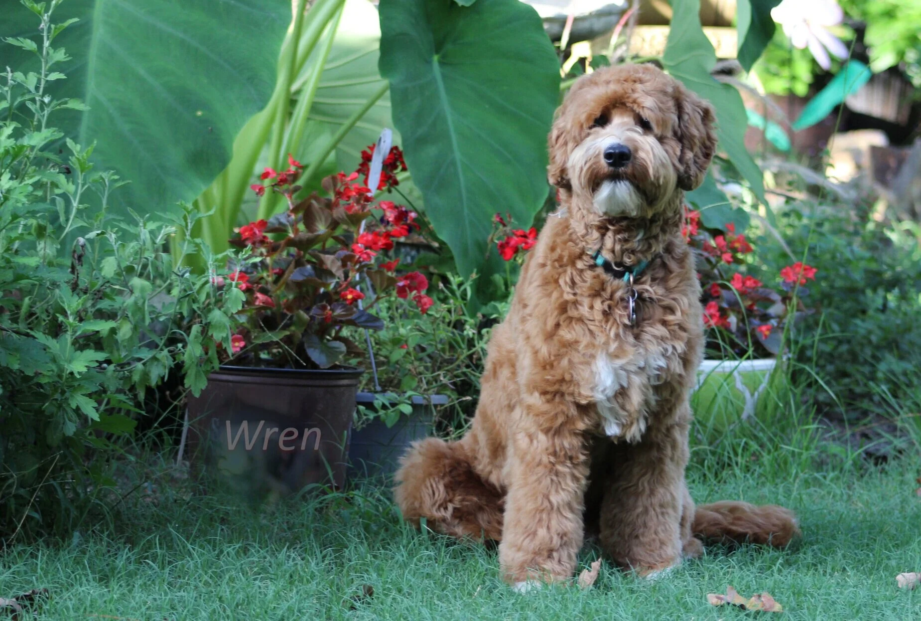 labradoodle medium fleece