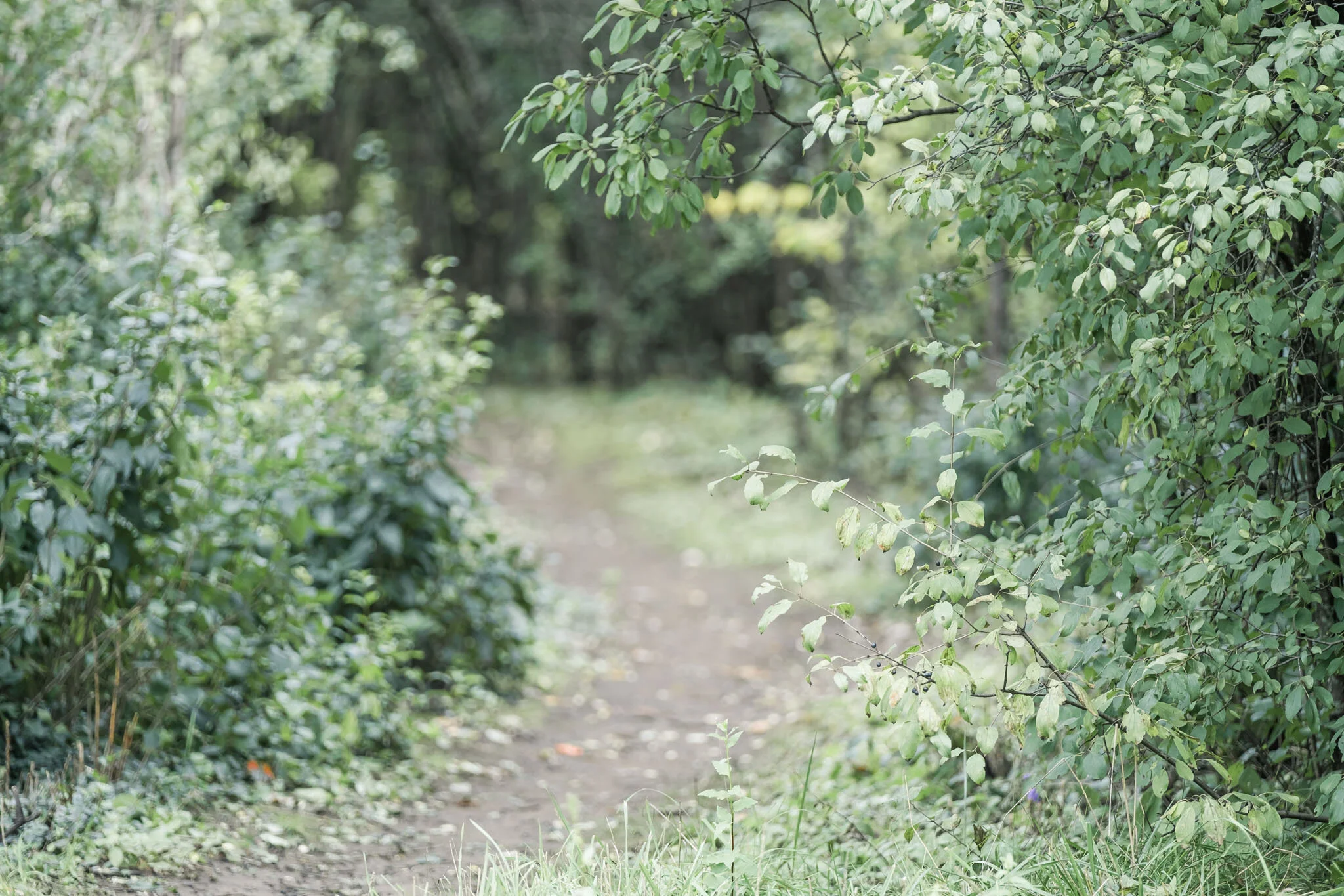 Cindy Wolfe-2844.JPG