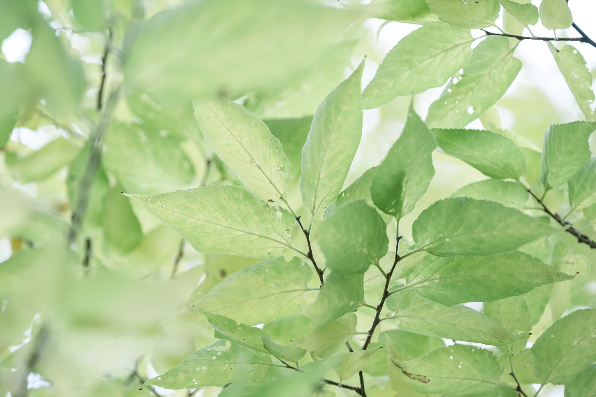 Cindy Wolfe-2895.JPG