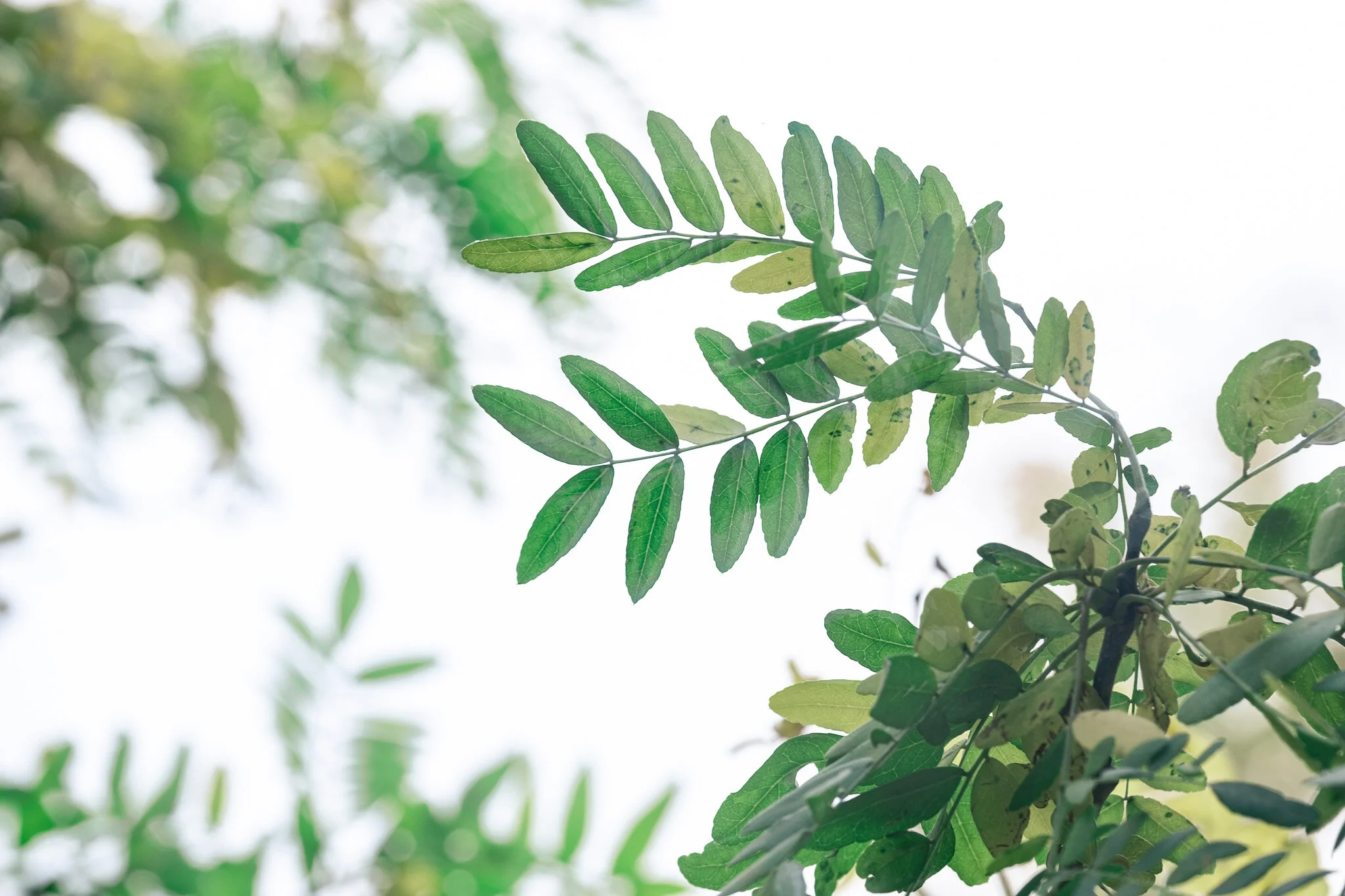 Cindy Wolfe-2653.JPG